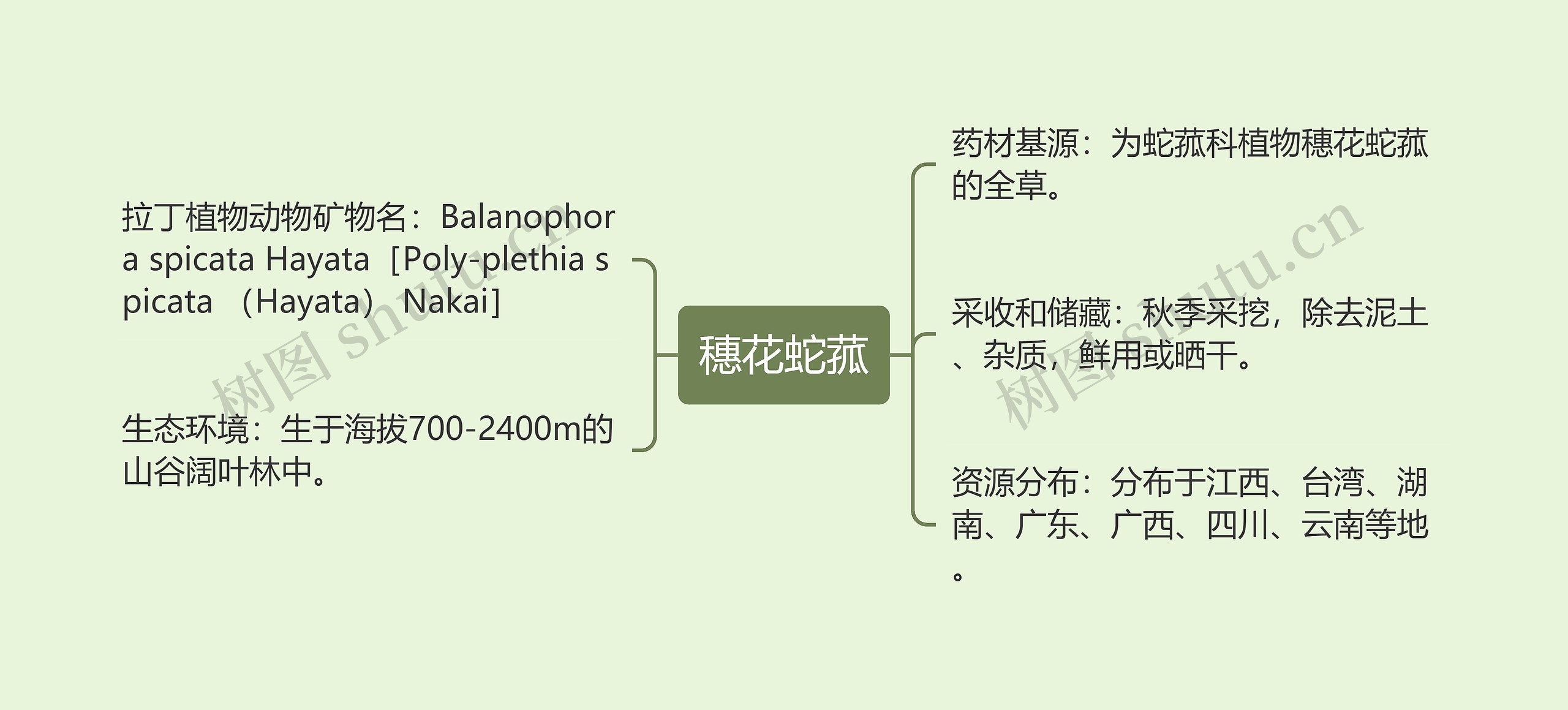 穗花蛇菰思维导图