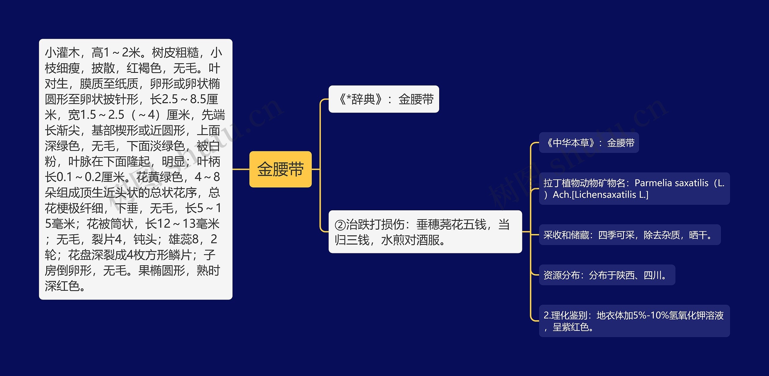 金腰带思维导图