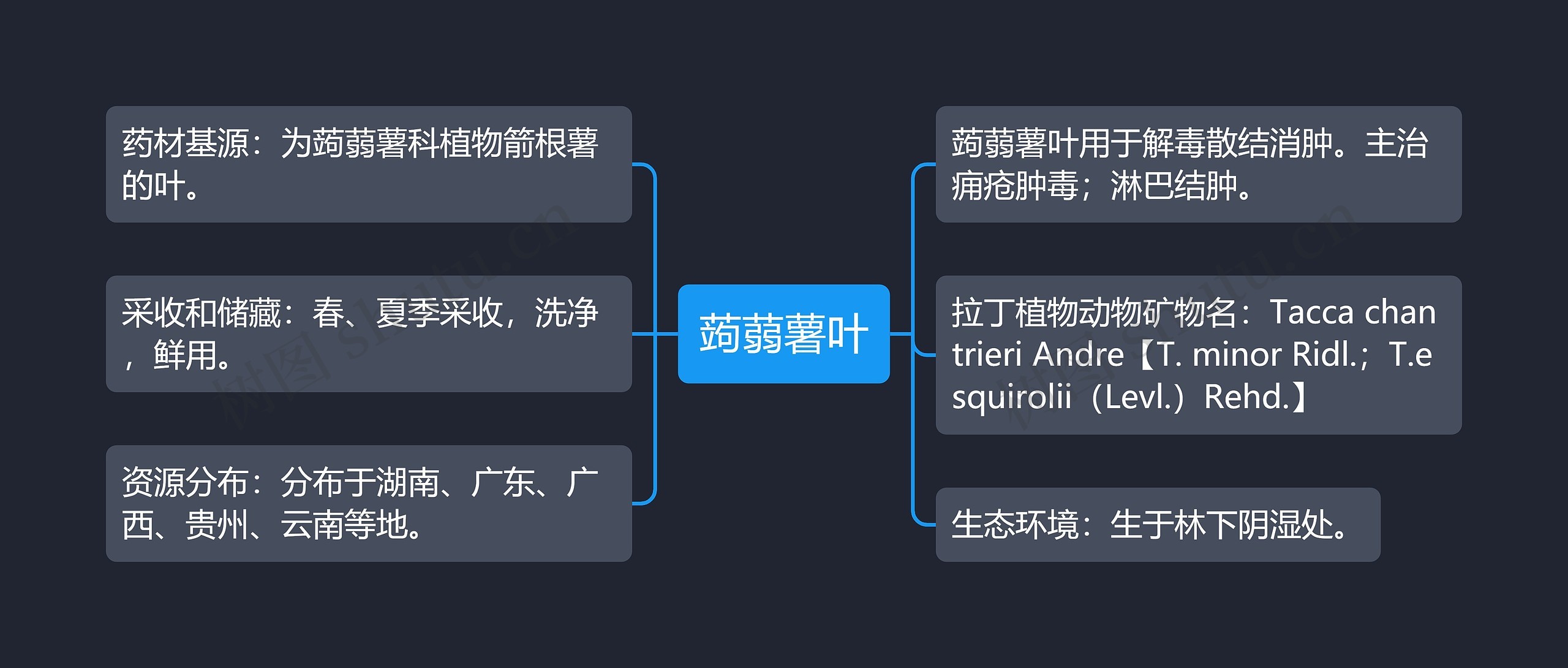 蒟蒻薯叶思维导图