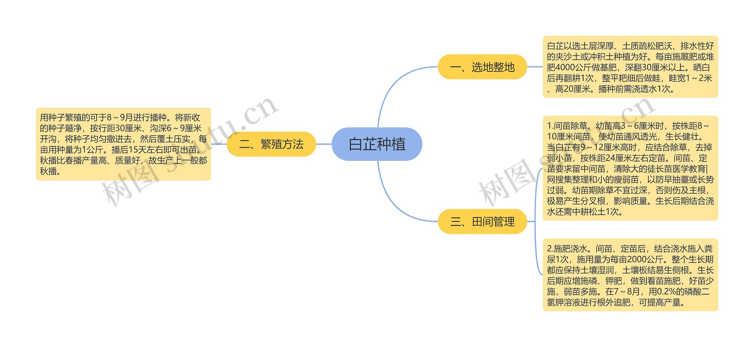 白芷种植