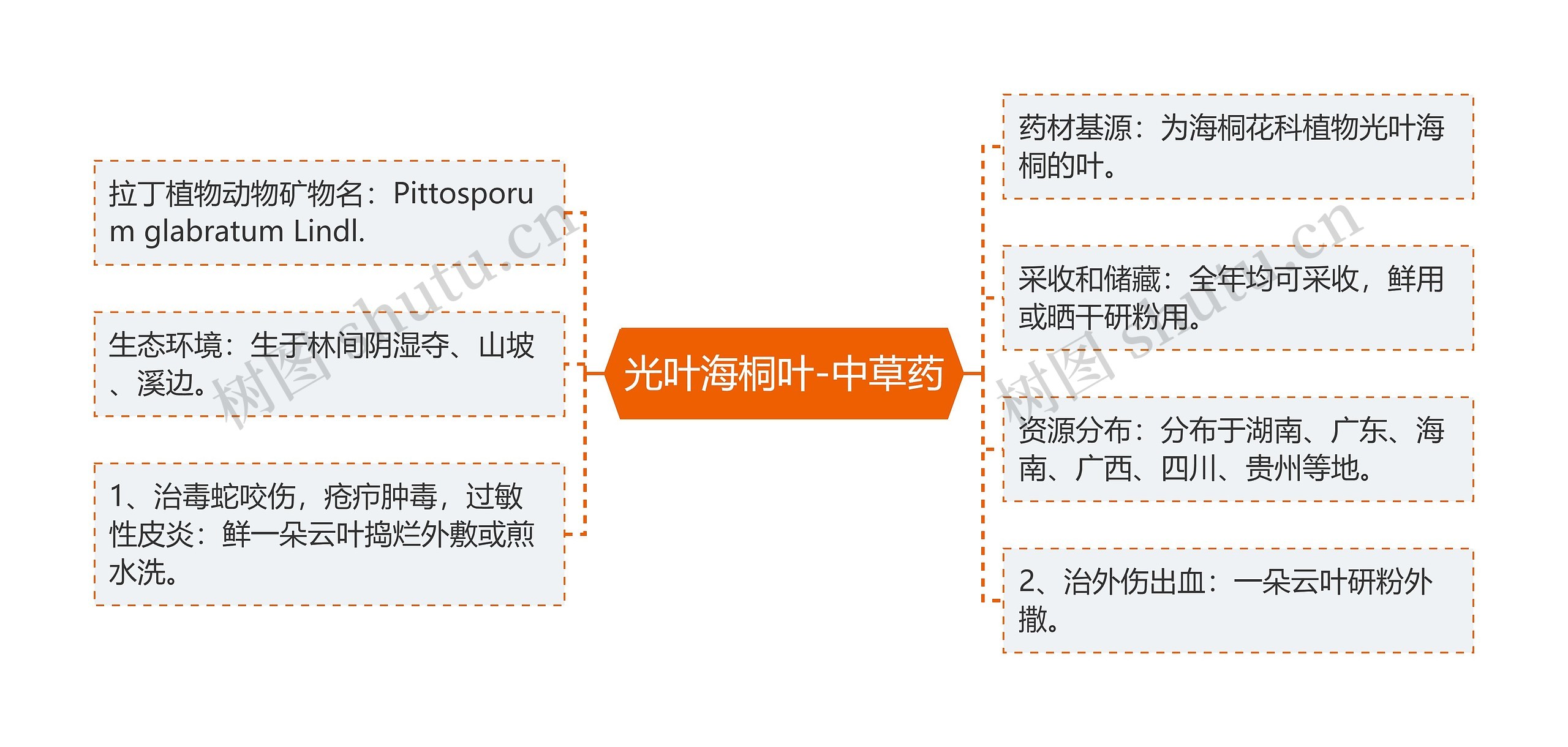 光叶海桐叶-中草药 光叶海桐叶-中草药
