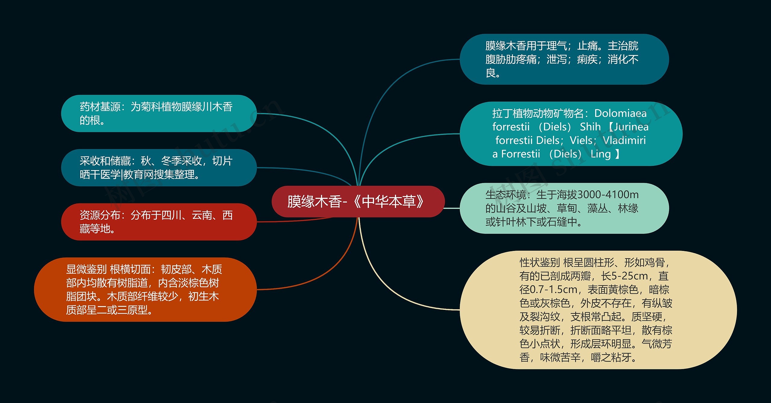 膜缘木香-《中华本草》思维导图