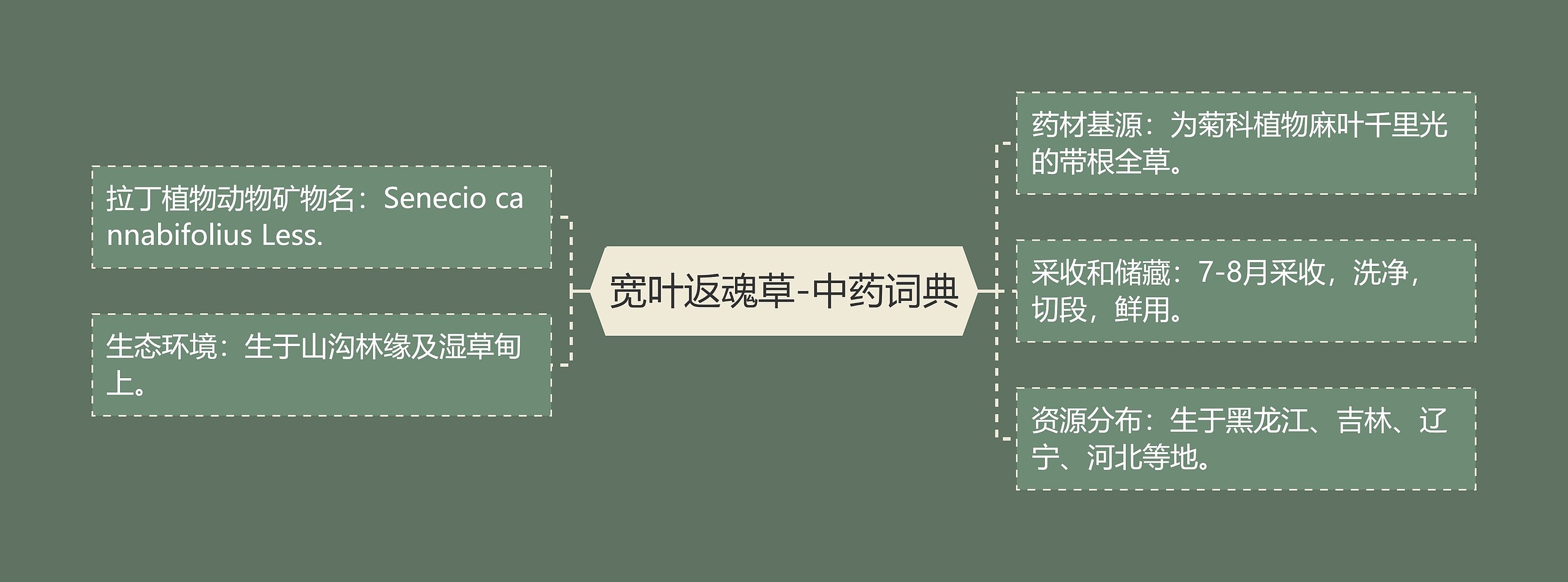 宽叶返魂草-中药词典