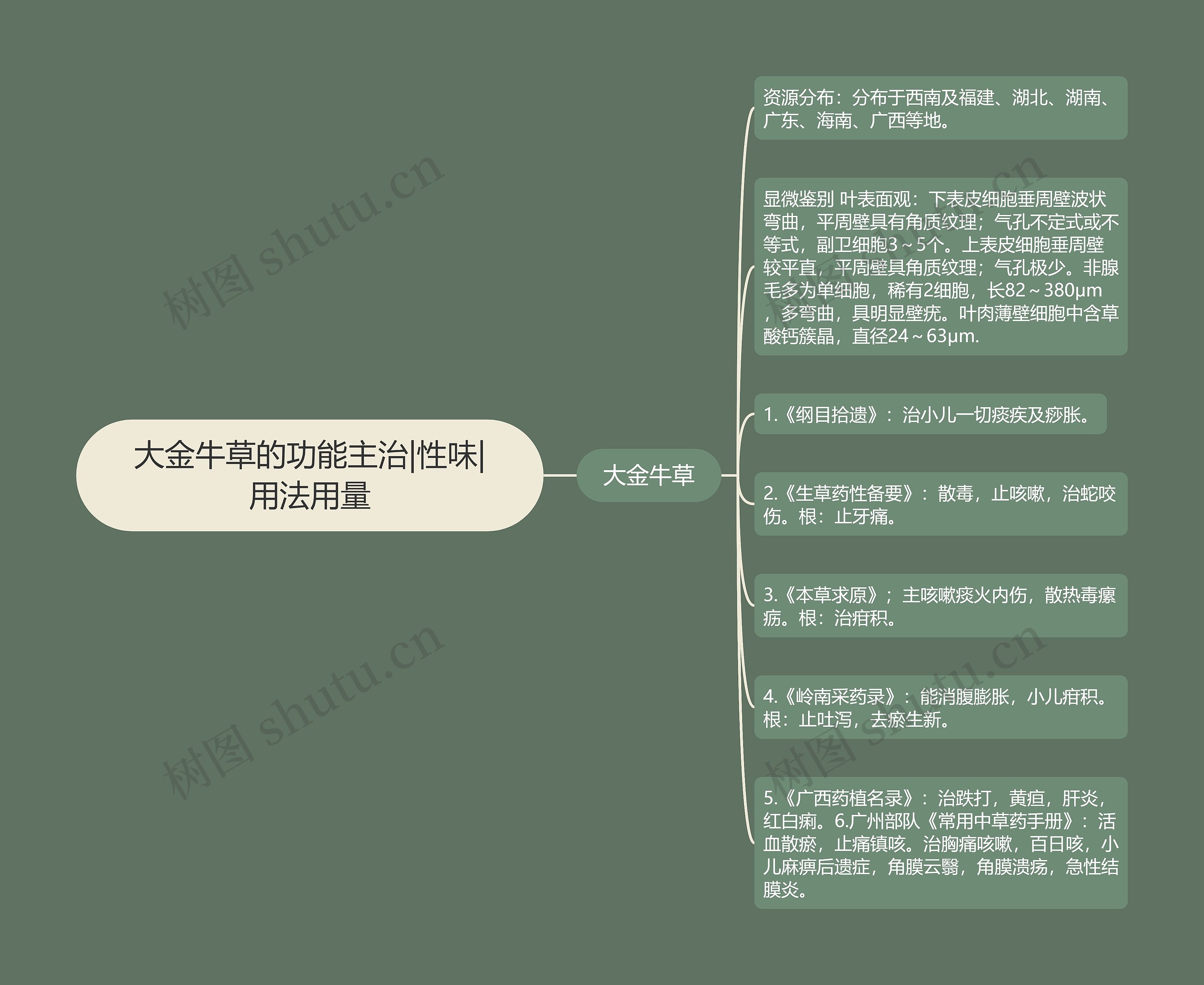 大金牛草的功能主治|性味|用法用量思维导图