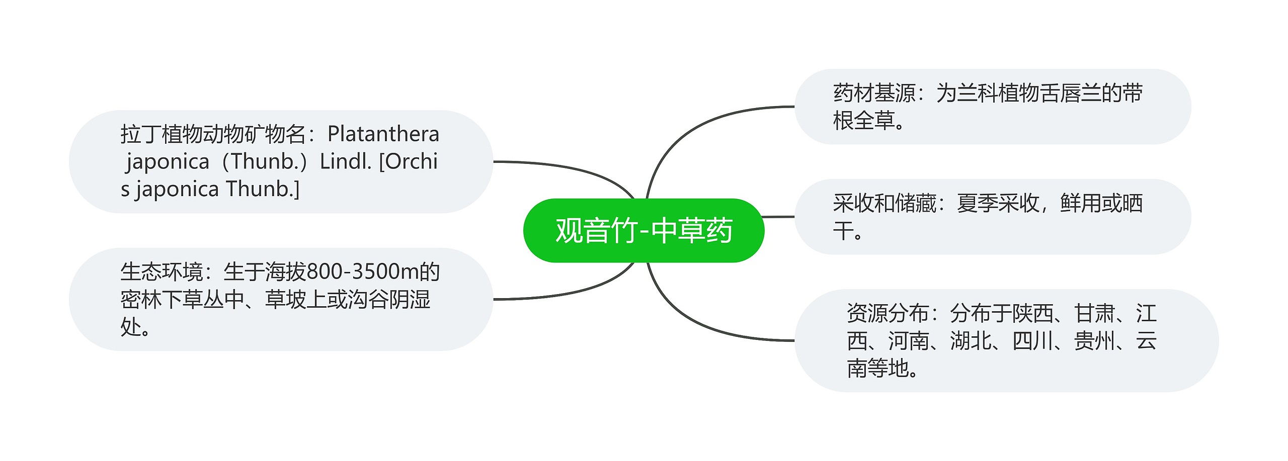 观音竹-中草药思维导图