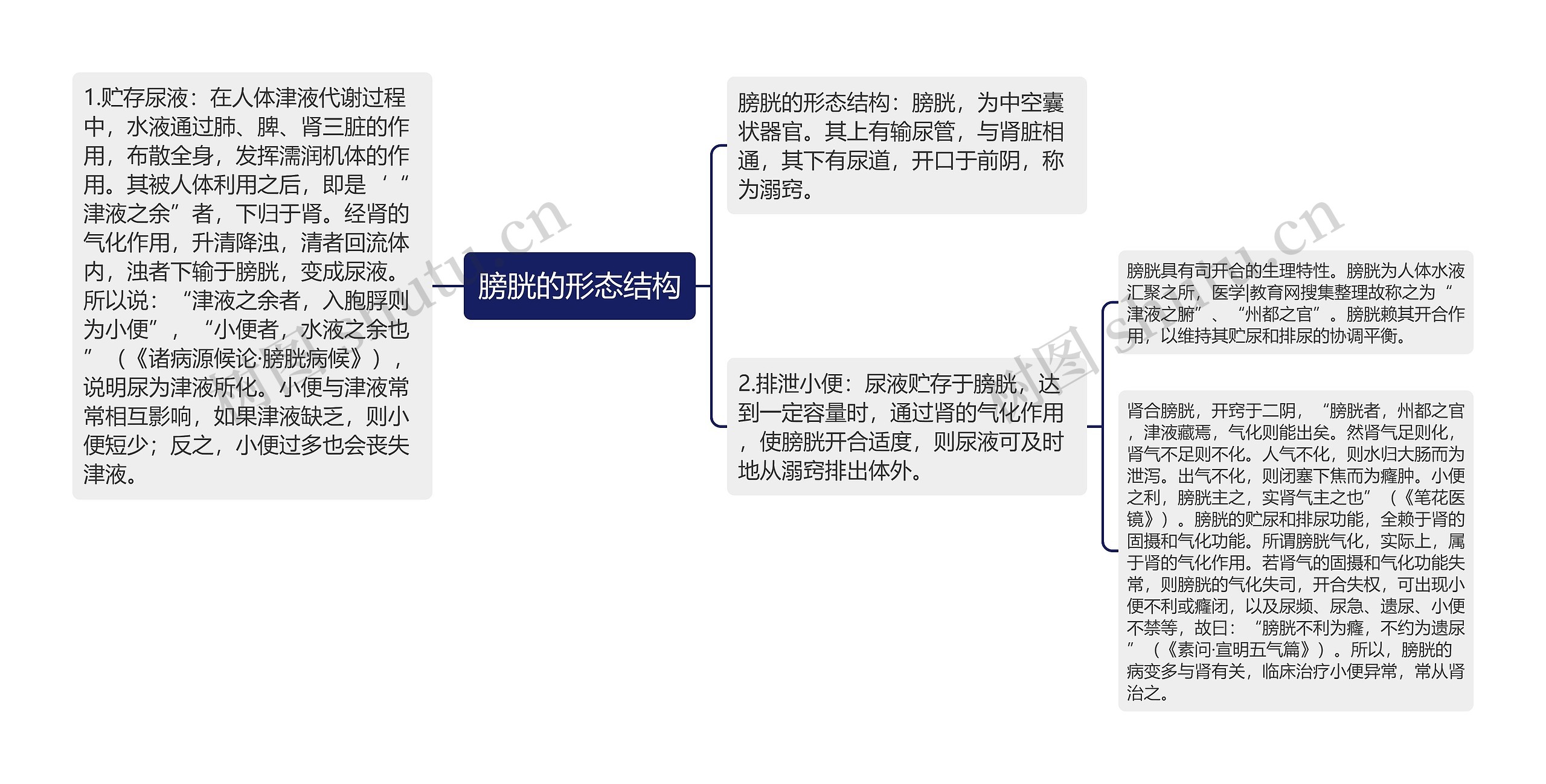 膀胱的形态结构思维导图