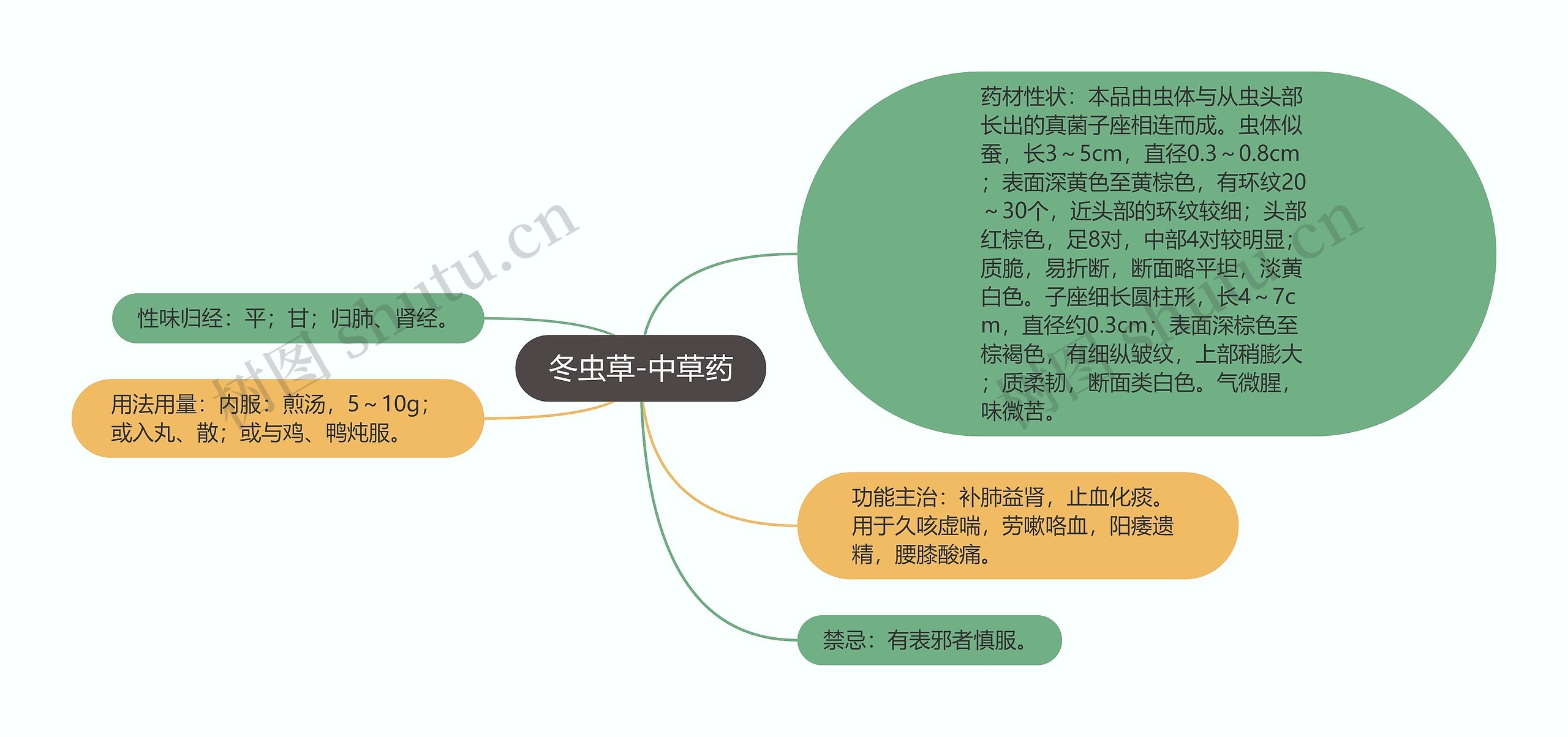 冬虫草-中草药思维导图