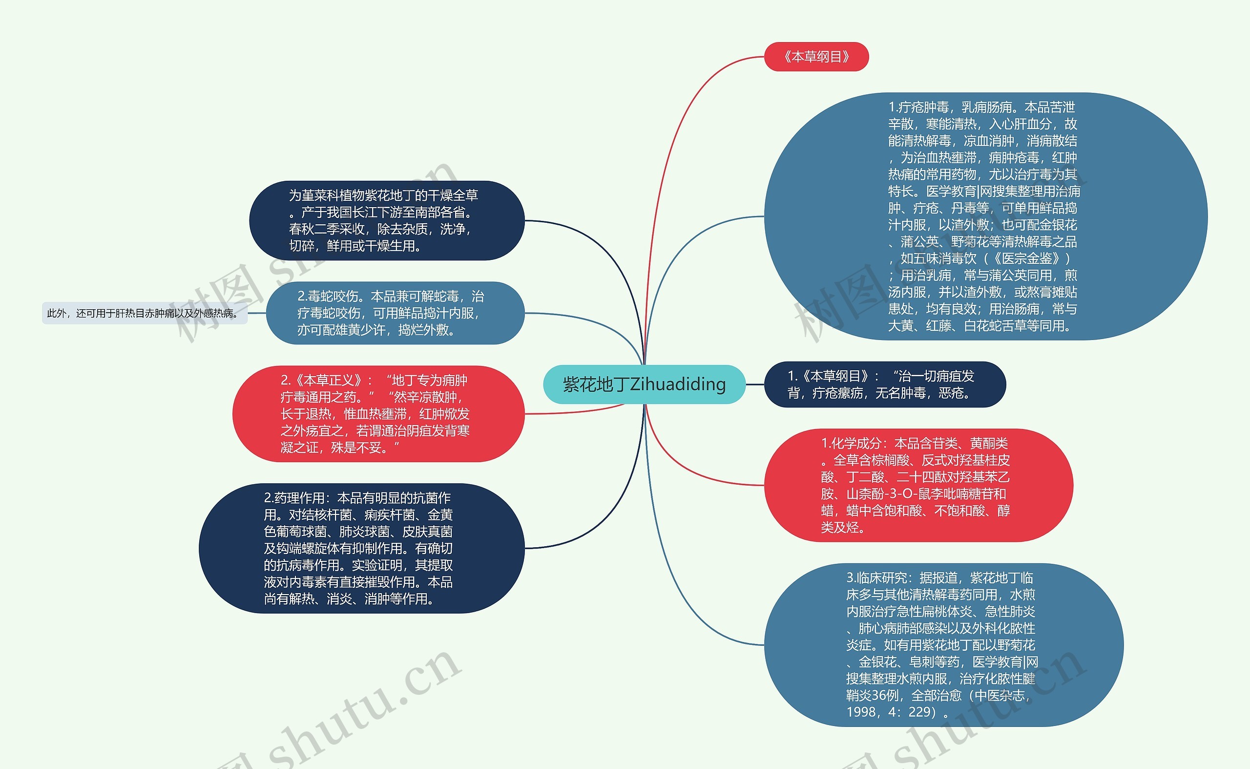 紫花地丁Zihuadiding思维导图高清图 紫花地丁Zihuadiding思维导图