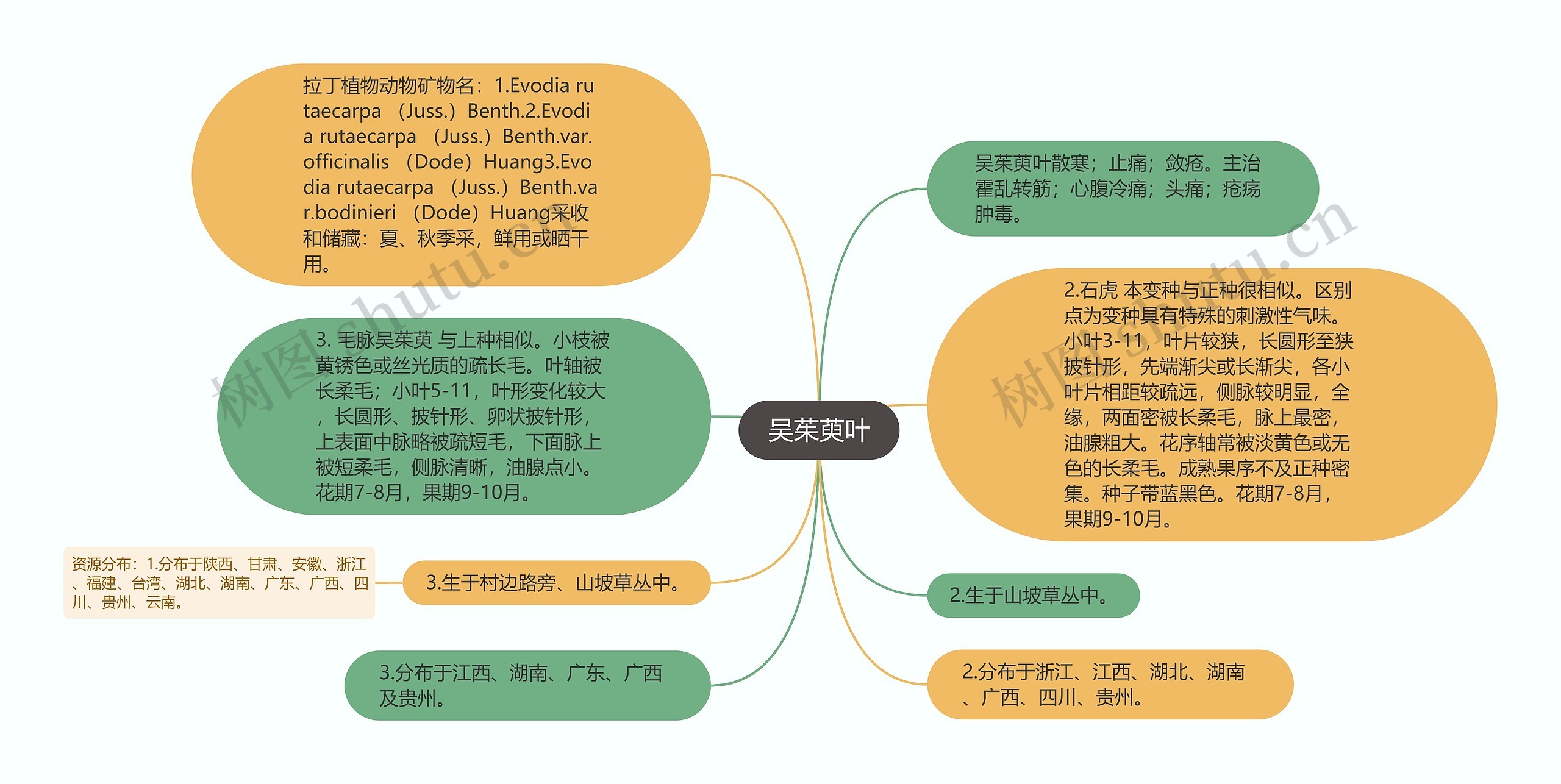 吴茱萸叶思维导图