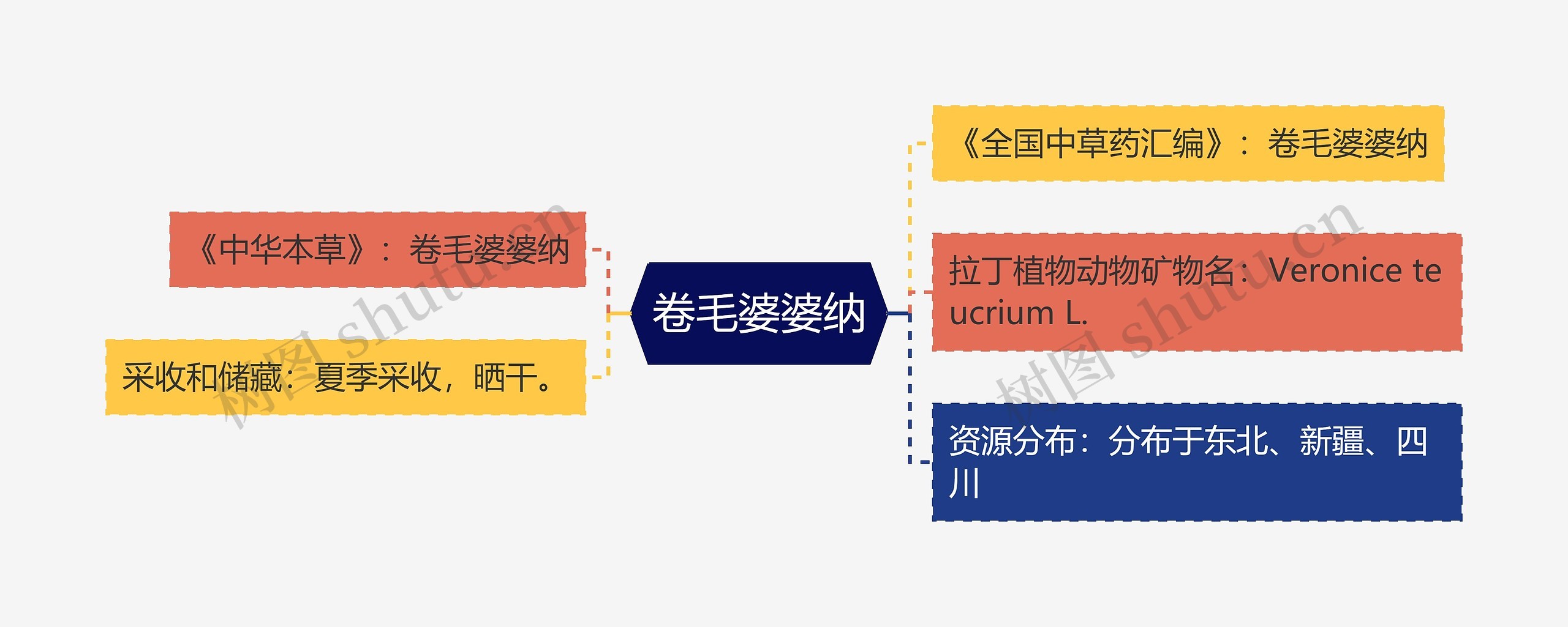 卷毛婆婆纳思维导图