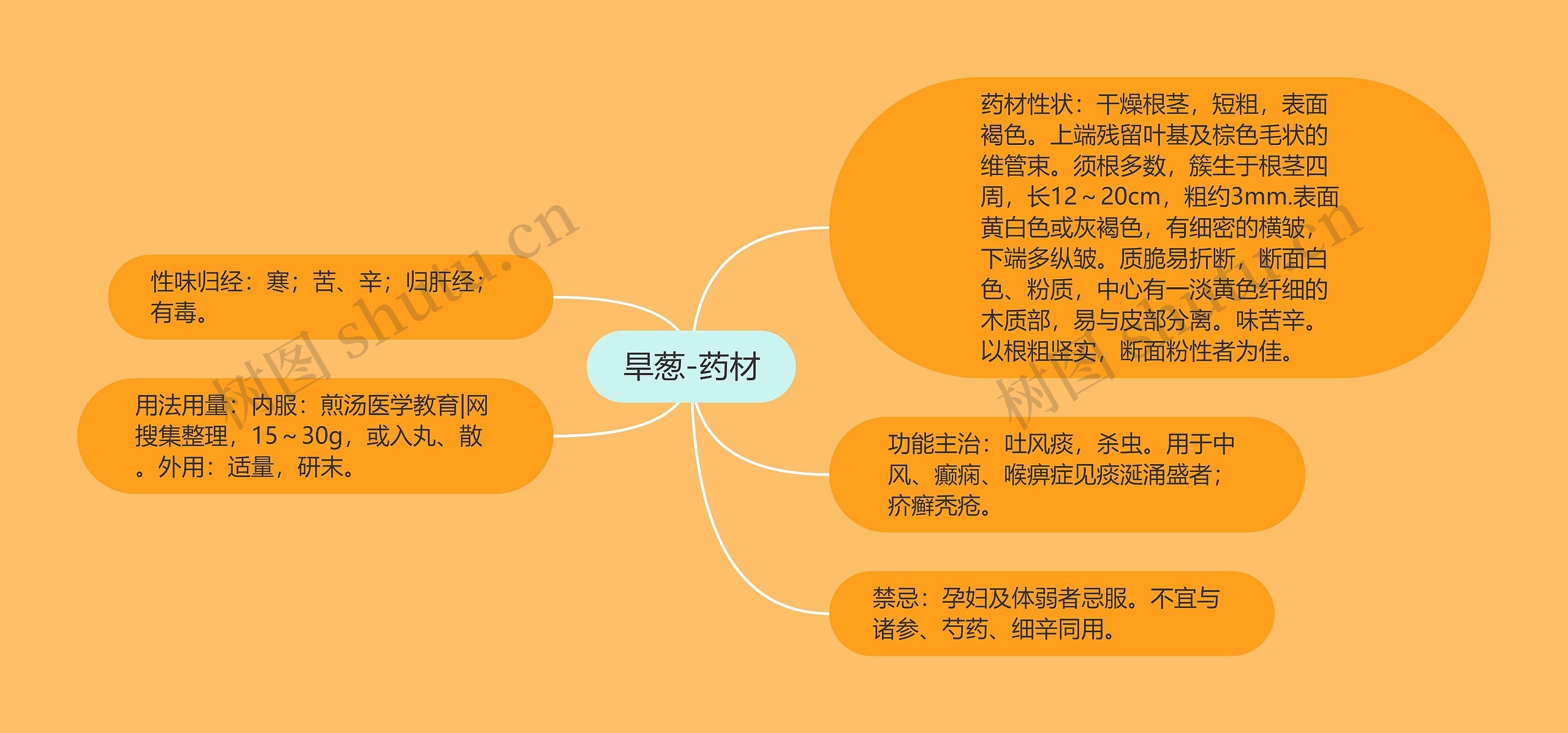 旱葱-药材思维导图高清图 旱葱-药材思维导图