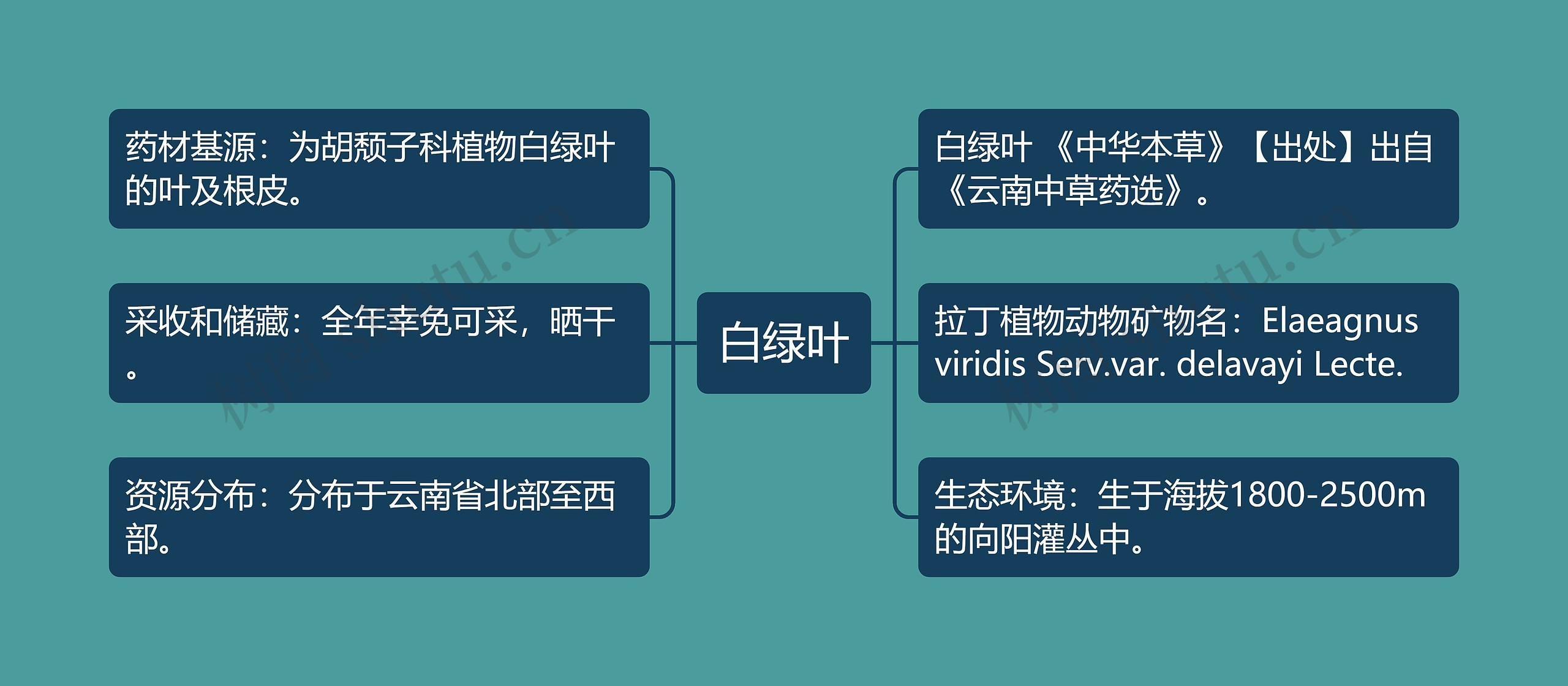 白绿叶思维导图
