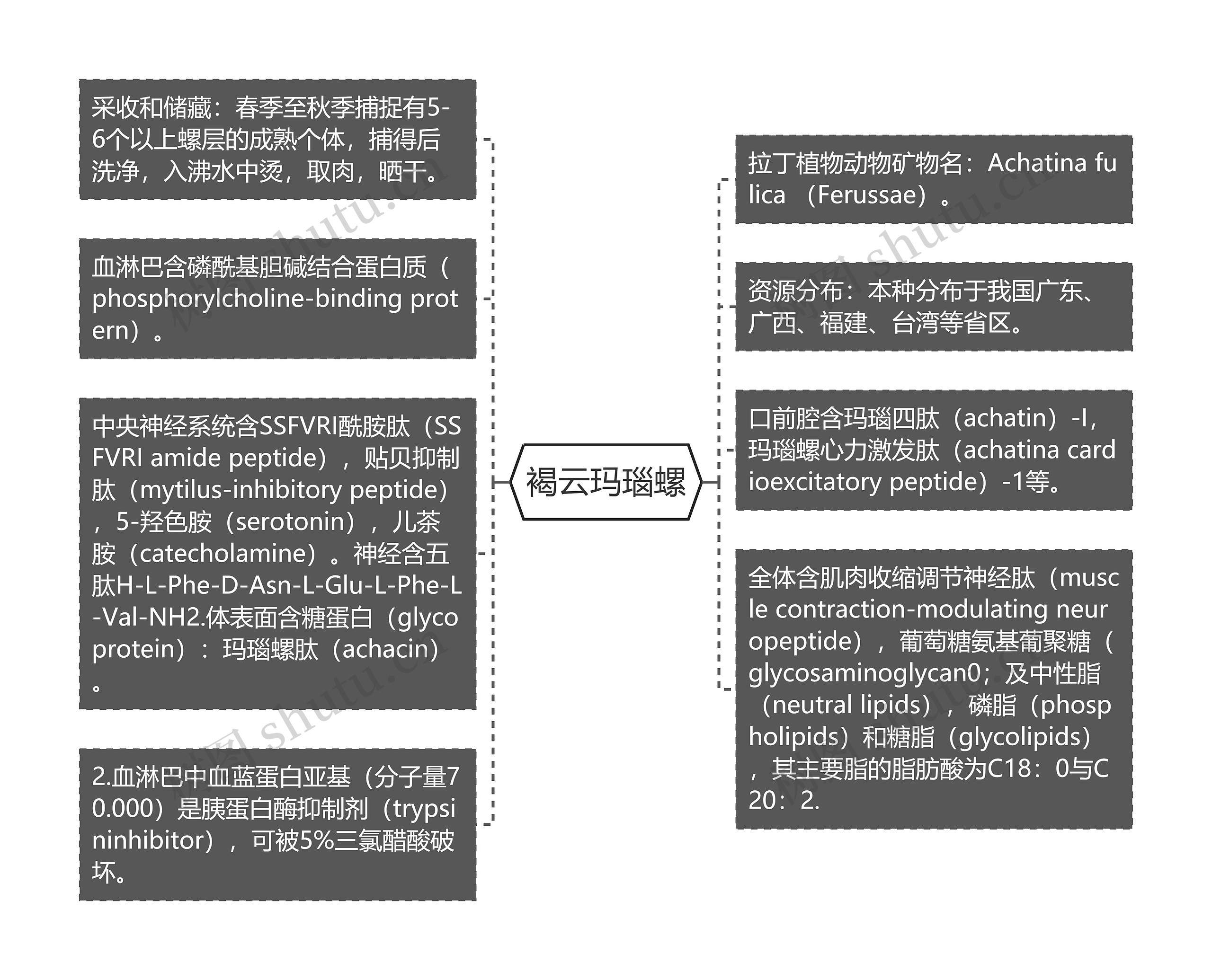 褐云玛瑙螺思维导图