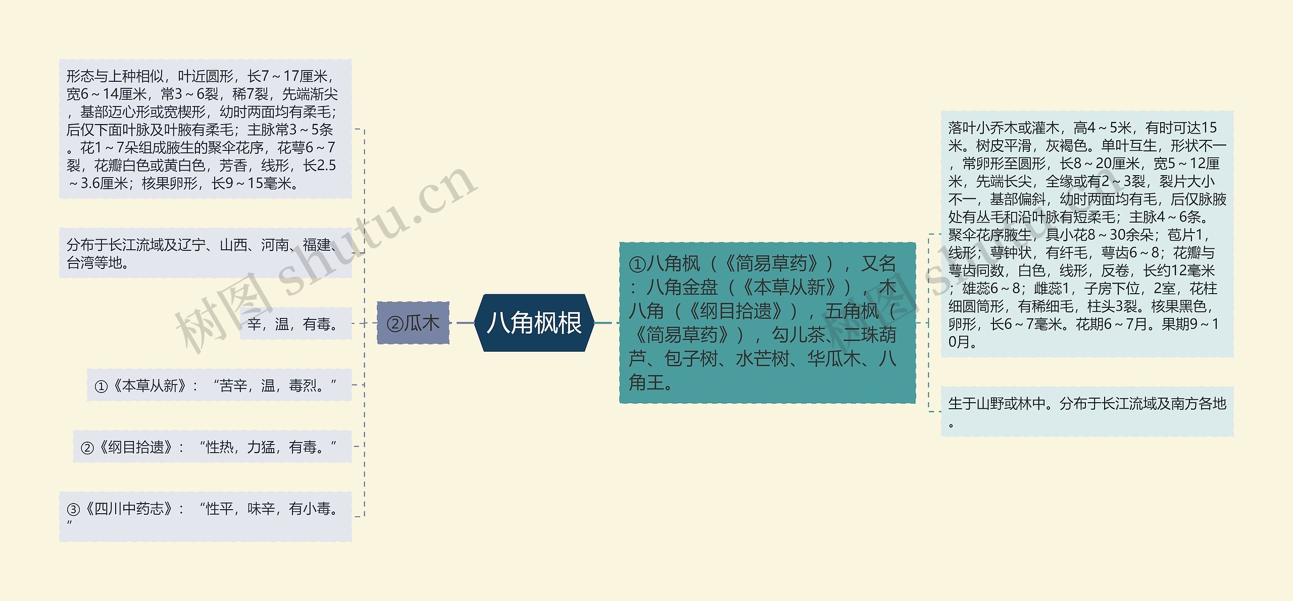 八角枫根 八角枫根