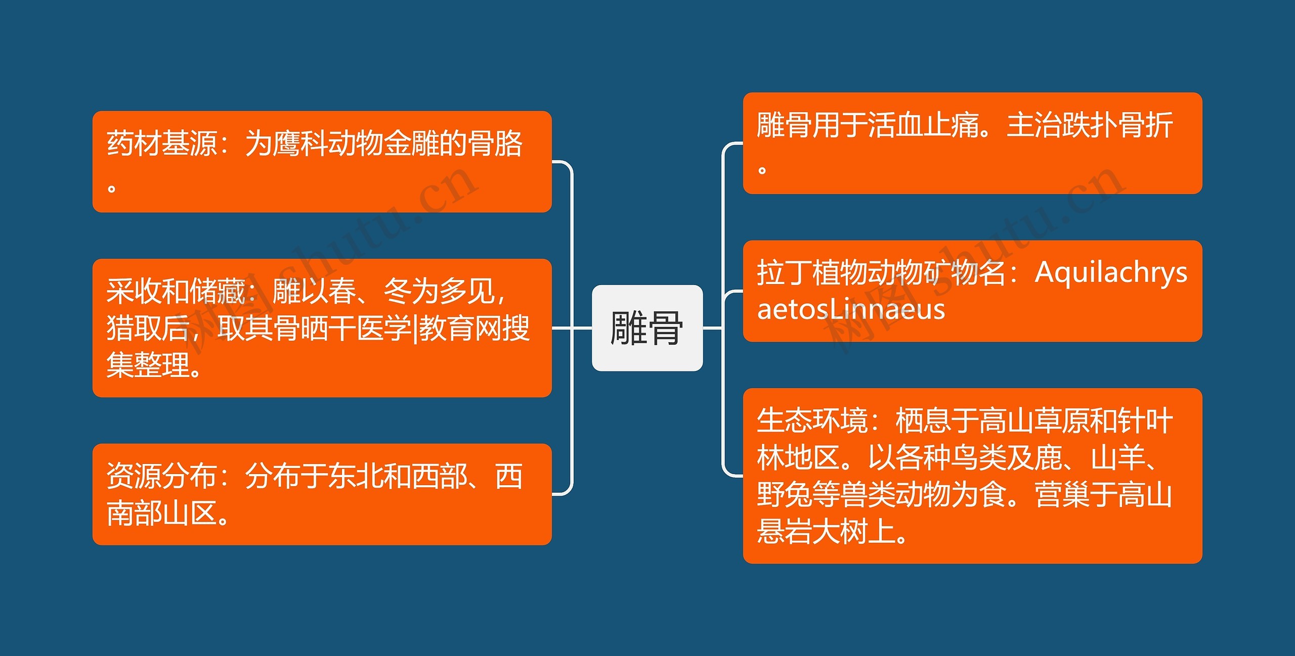 雕骨思维导图