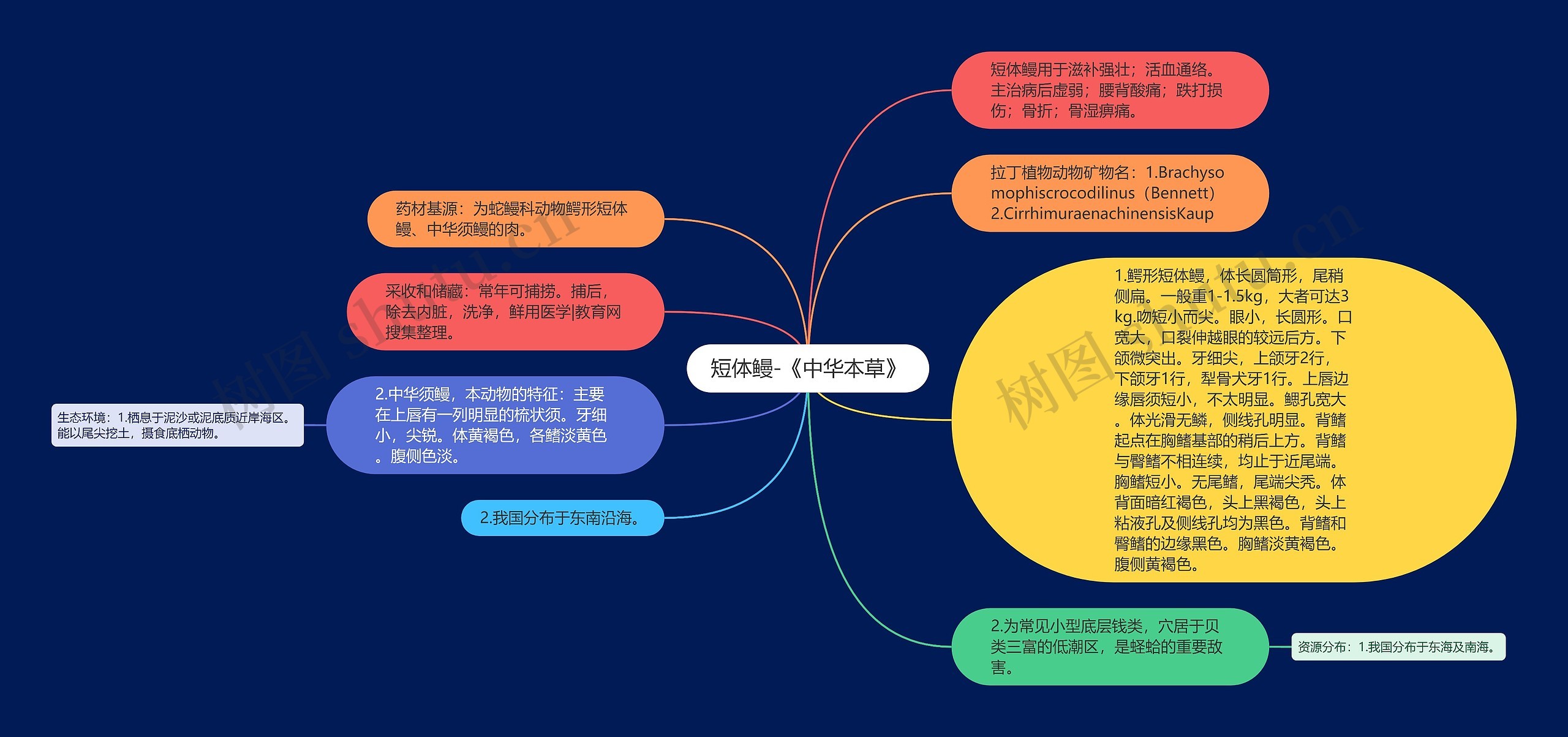 短体鳗-《中华本草》思维导图