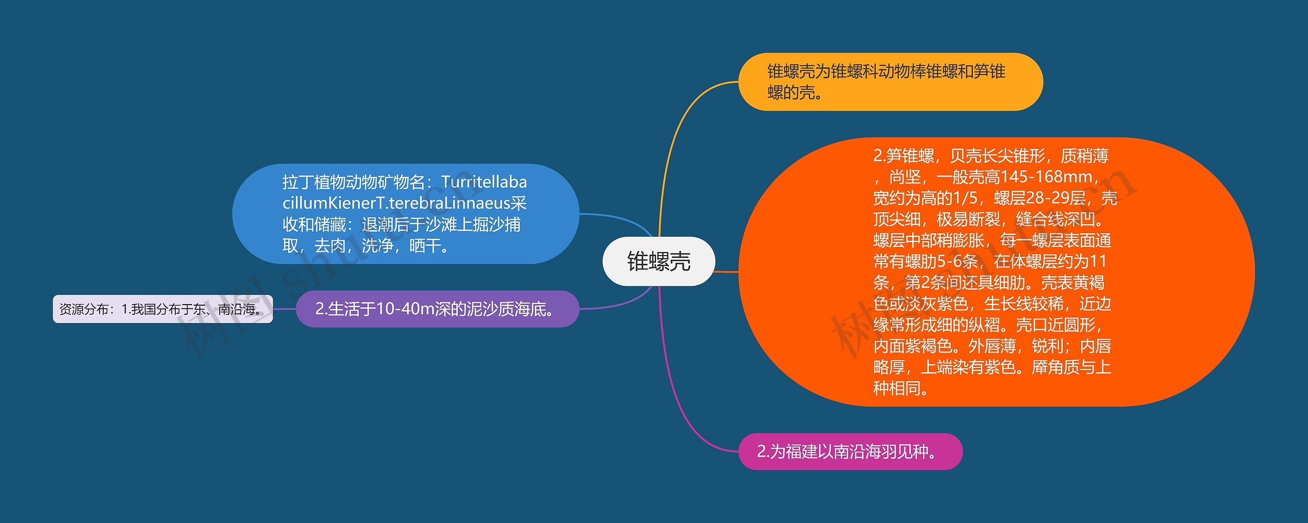 锥螺壳思维导图