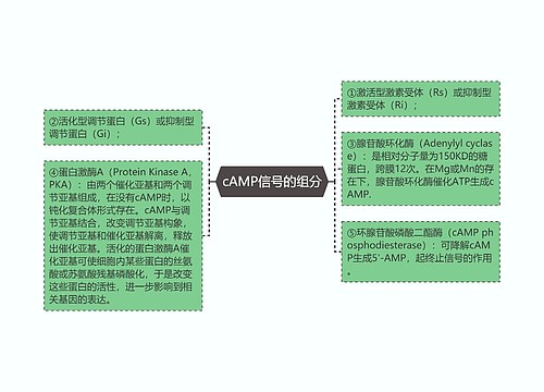 cAMP信号的组分