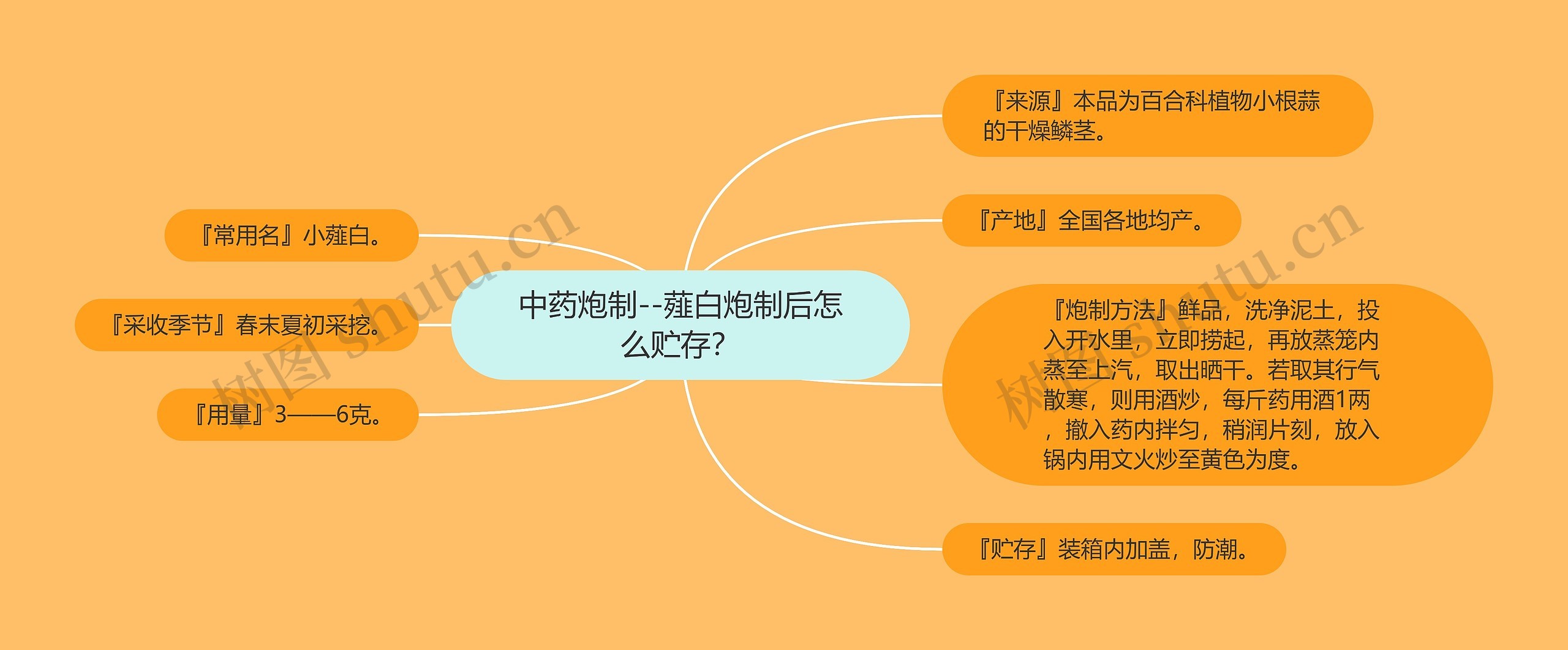 中药炮制--薤白炮制后怎么贮存？思维导图