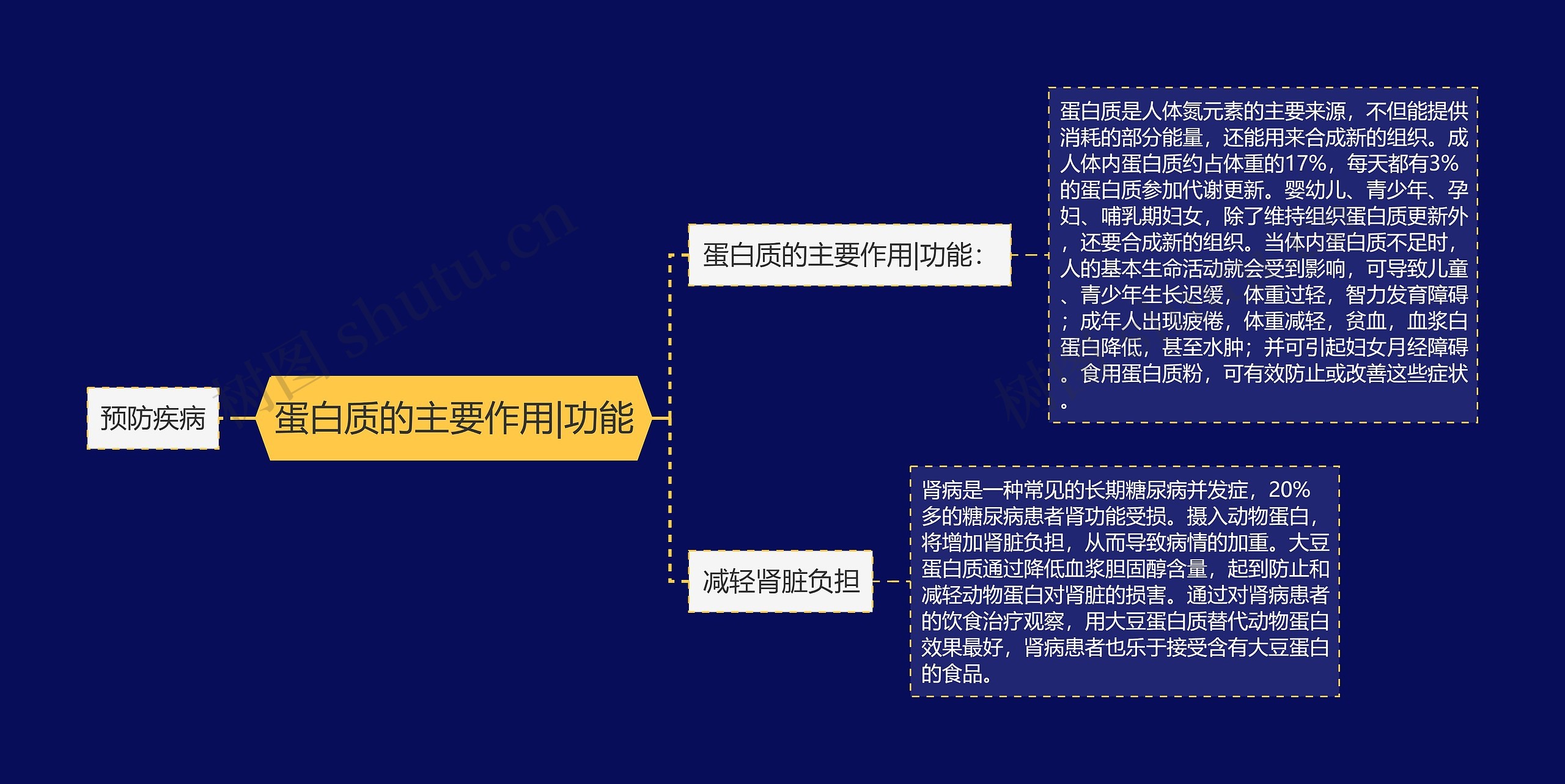 蛋白质的主要作用|功能思维导图