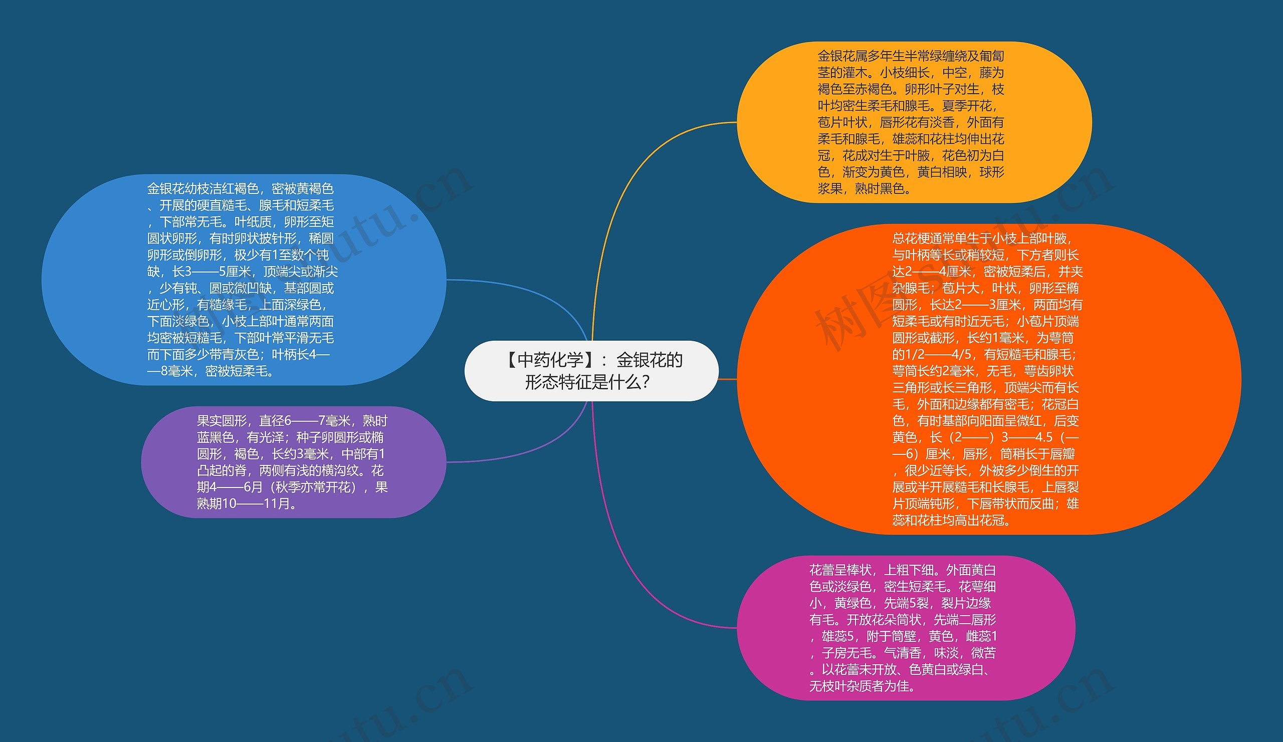 【中药化学】：金银花的形态特征是什么？思维导图