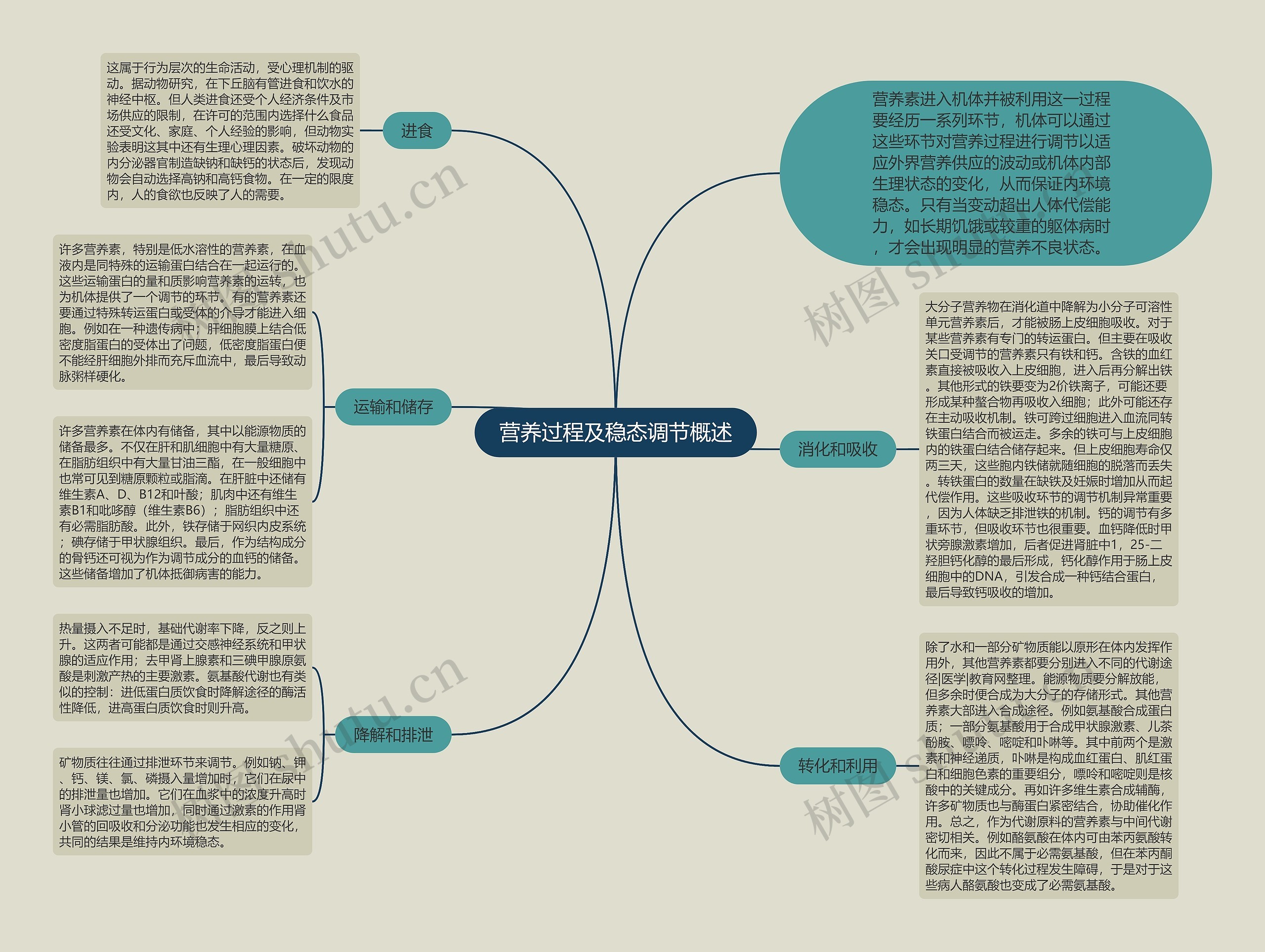 营养过程及稳态调节概述思维导图