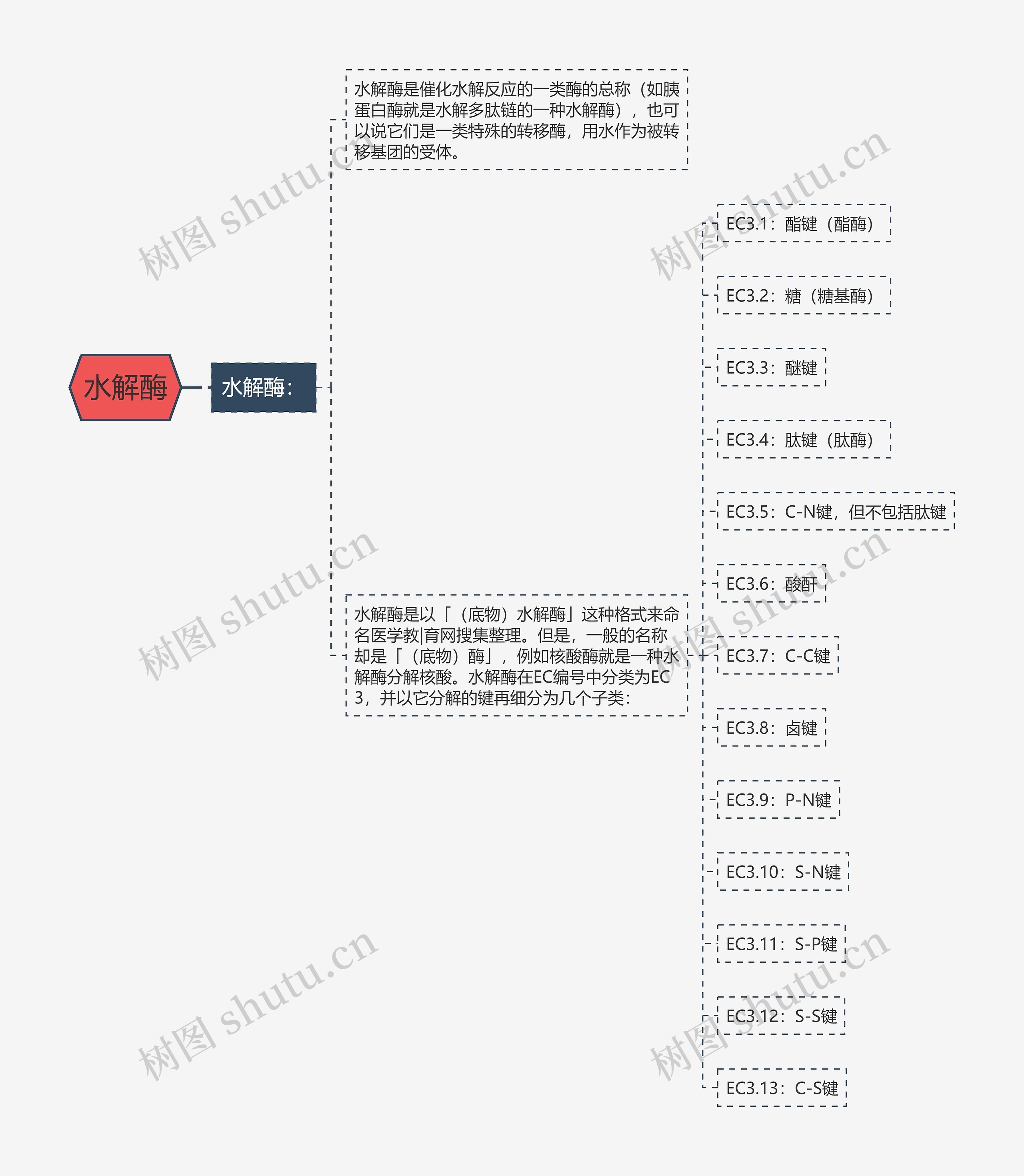 水解酶思维导图