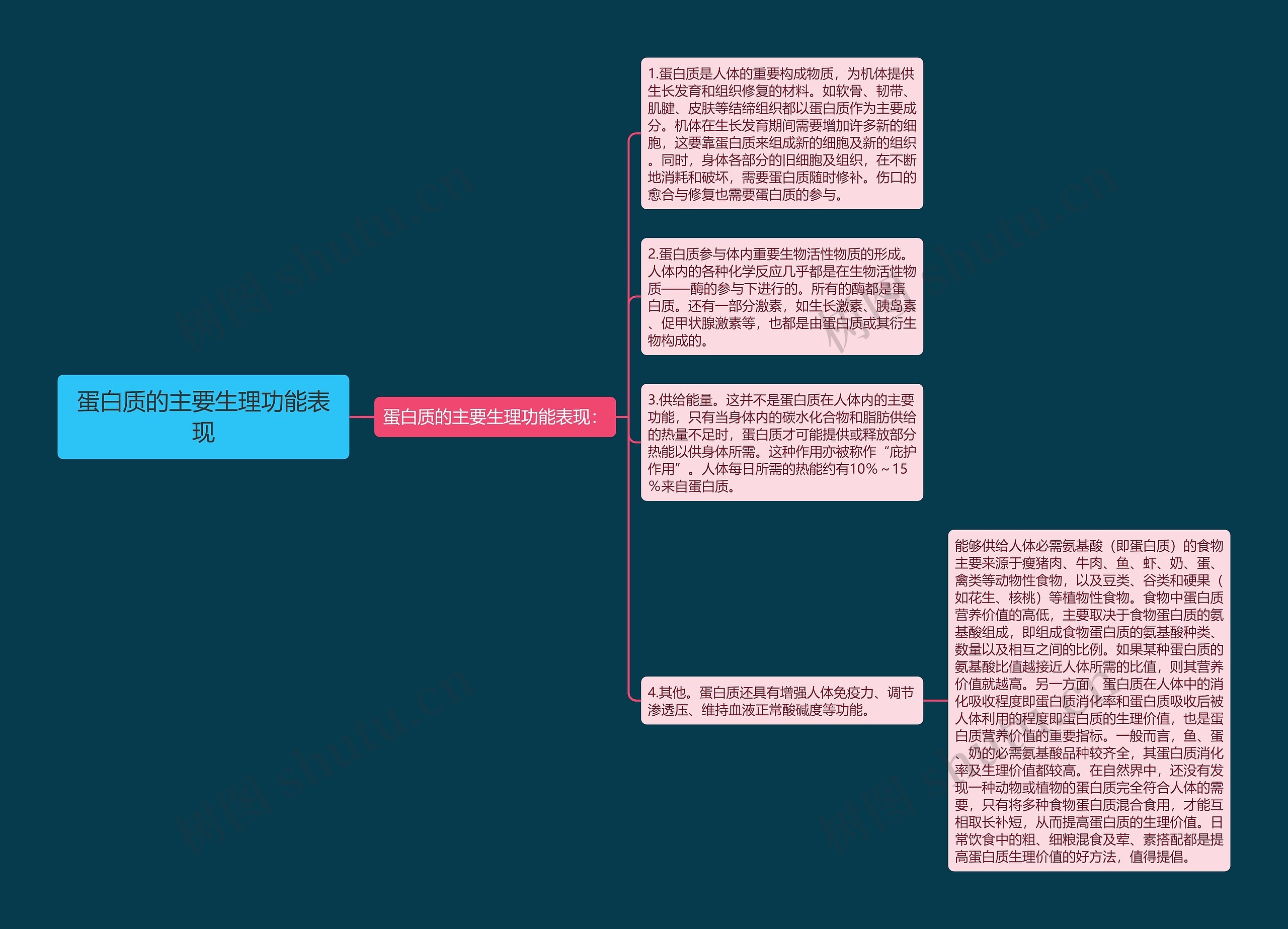 蛋白质的主要生理功能表现思维导图