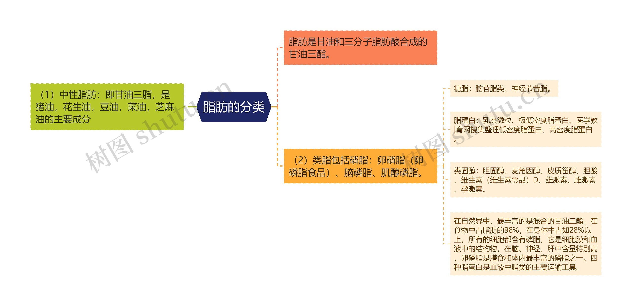 脂肪的分类