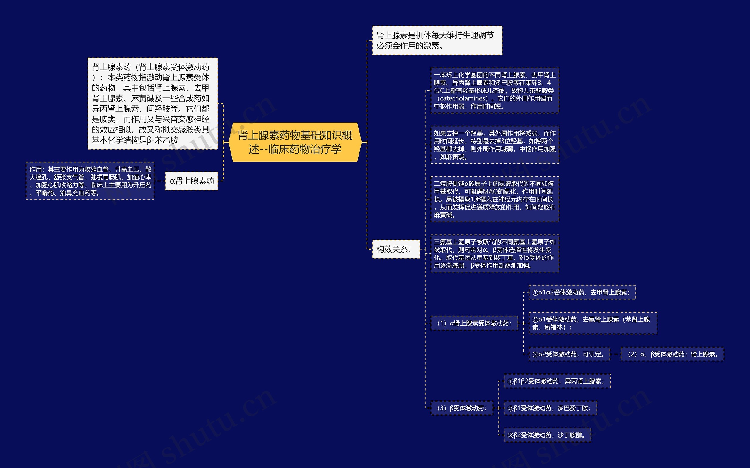 ​肾上腺素药物基础知识概述--临床药物治疗学思维导图