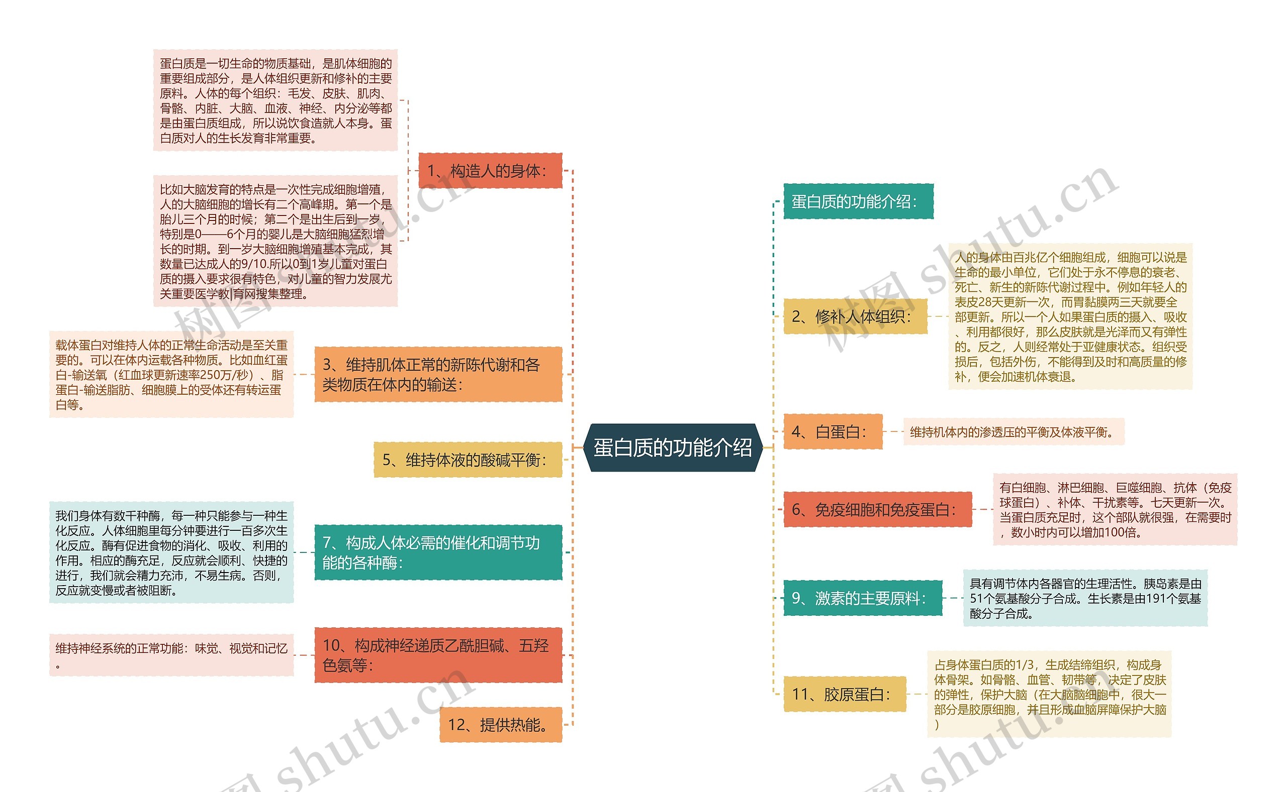 蛋白质的功能介绍思维导图