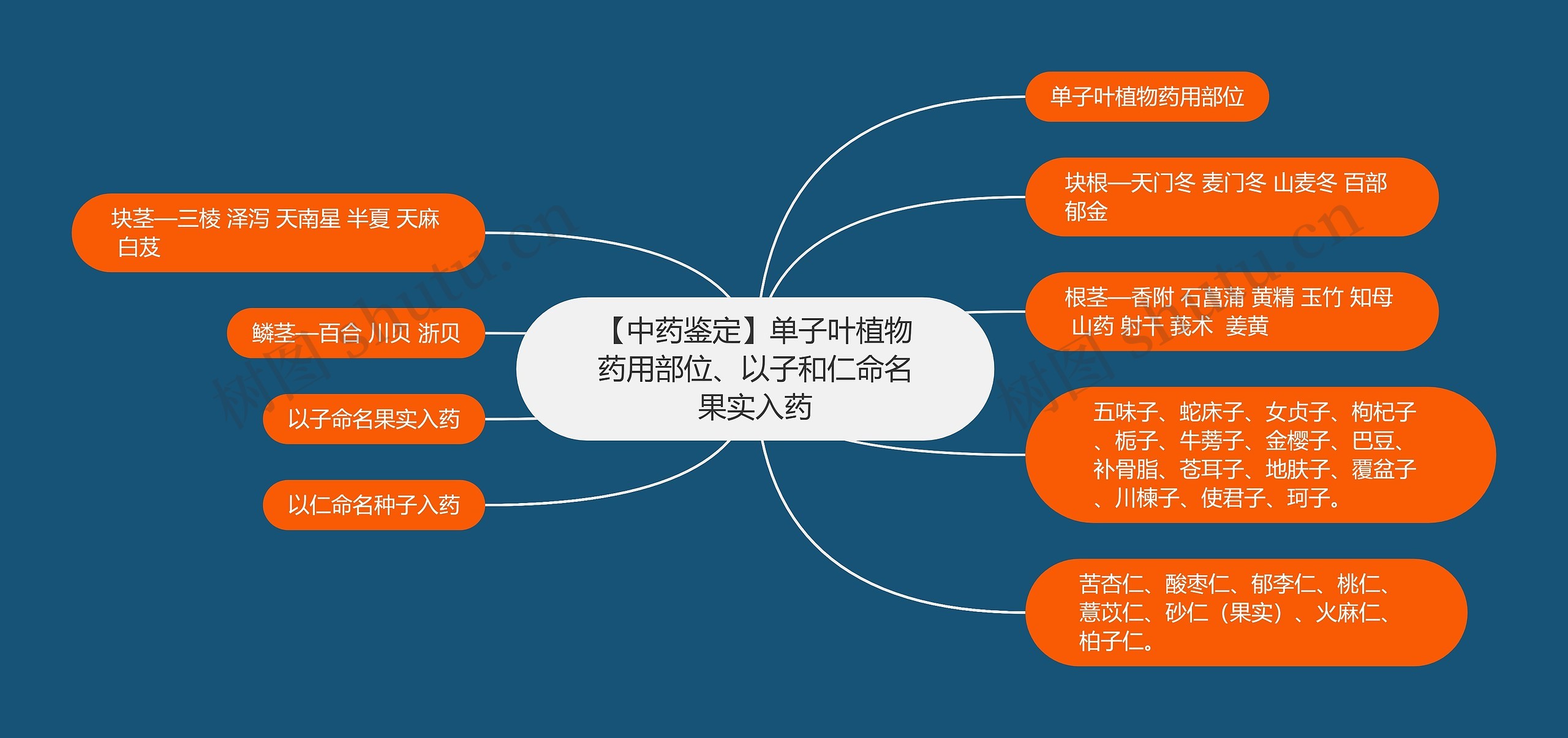 【中药鉴定】单子叶植物药用部位、以子和仁命名果实入药思维导图