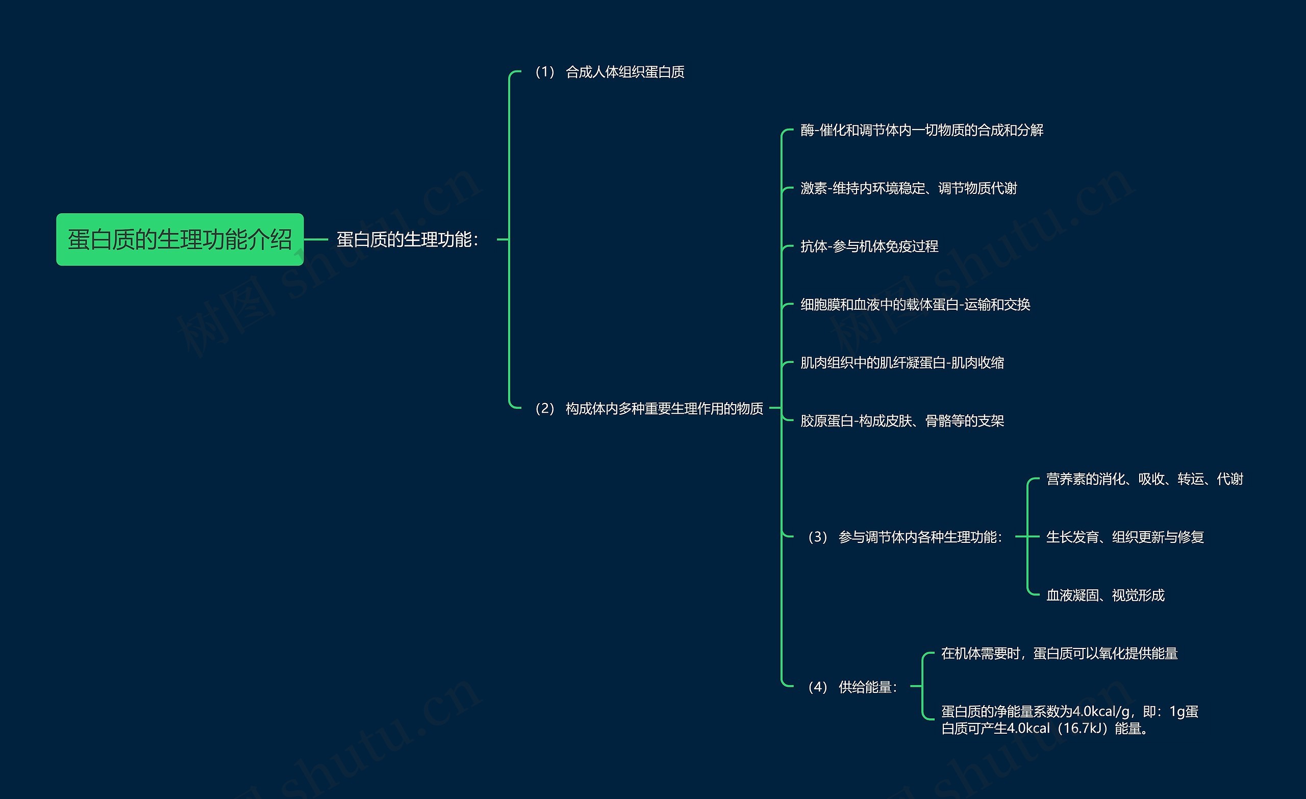 蛋白质的生理功能介绍思维导图