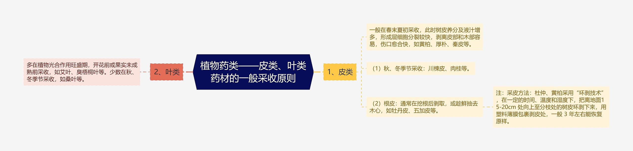 植物药类——皮类、叶类药材的一般采收原则思维导图