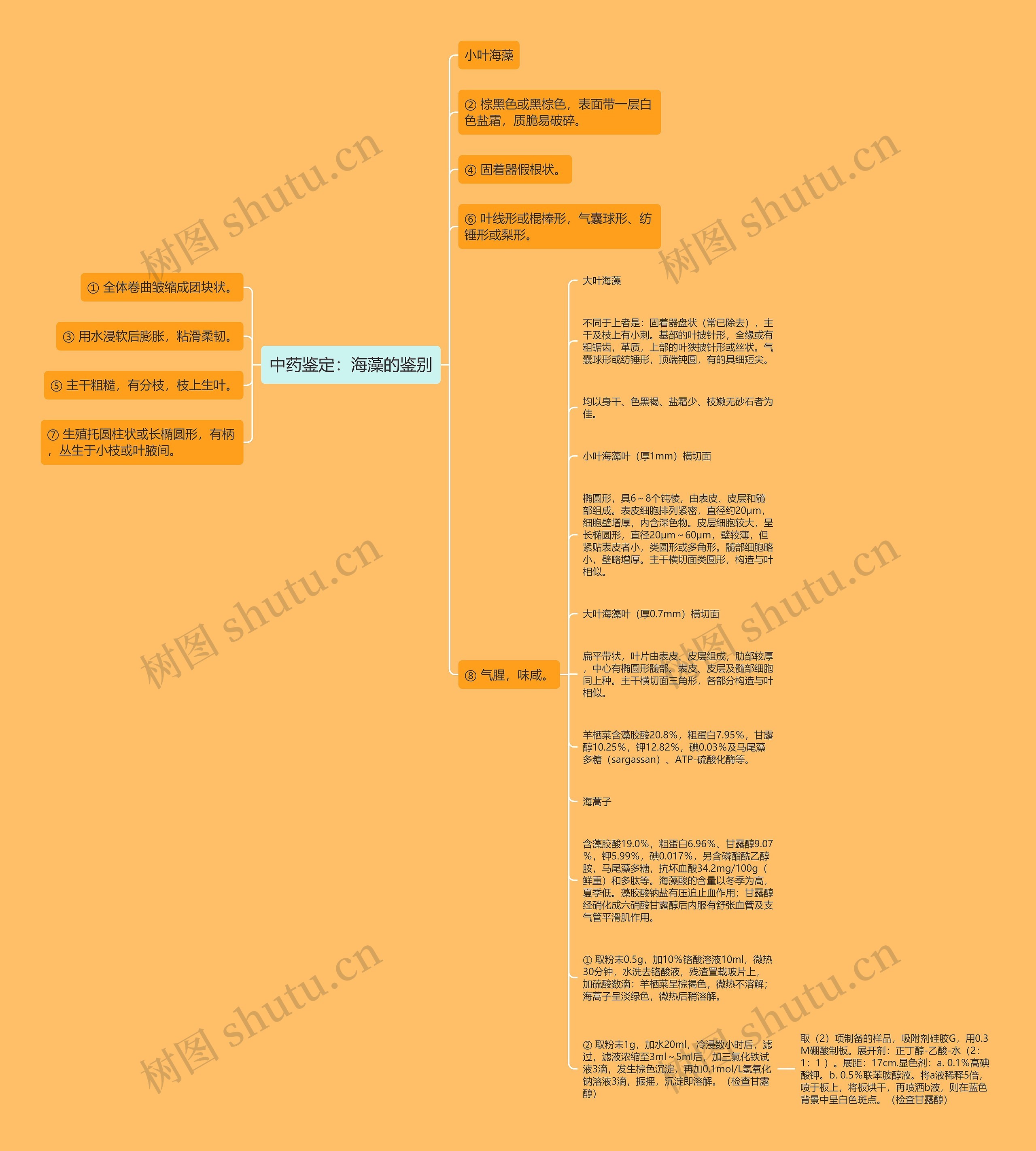 中药鉴定：海藻的鉴别思维导图