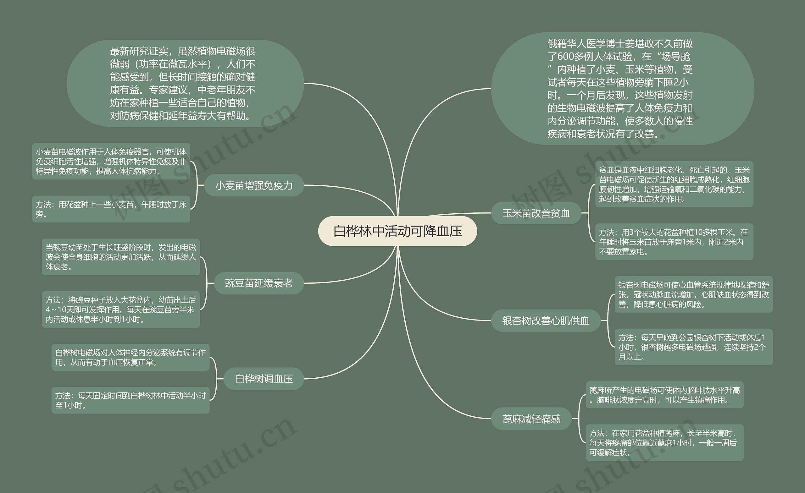 白桦林中活动可降血压