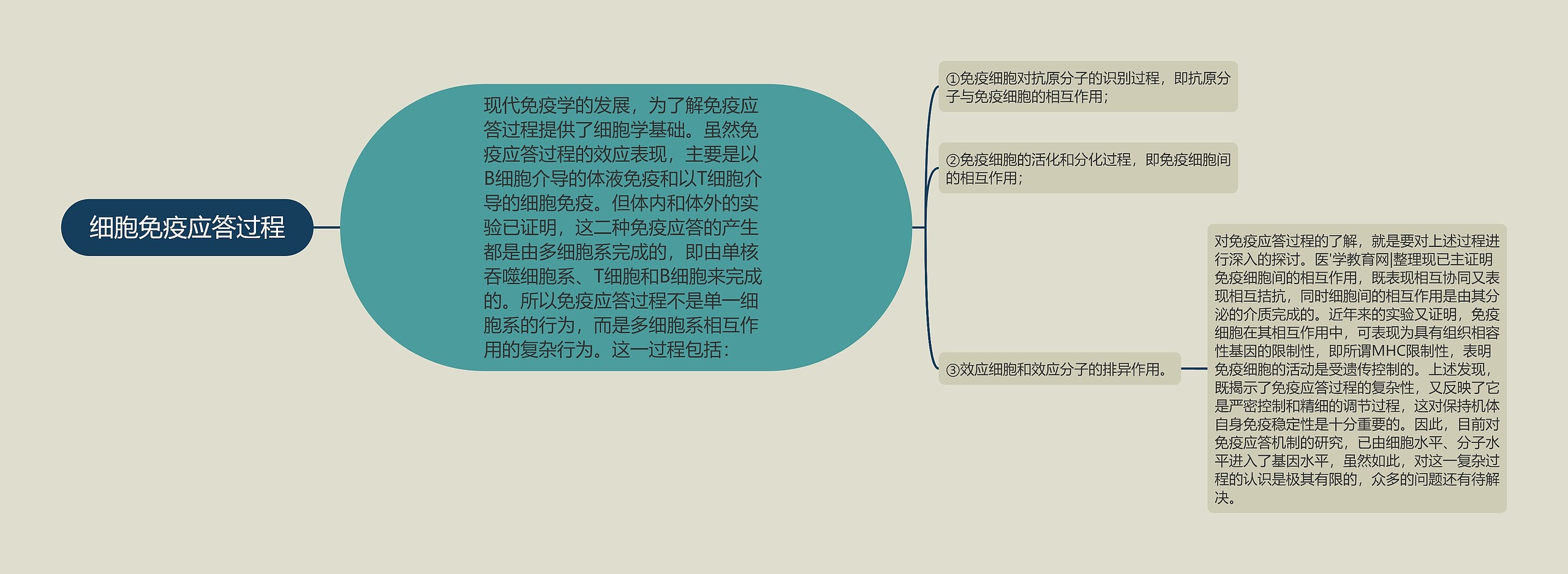 细胞免疫应答过程思维导图