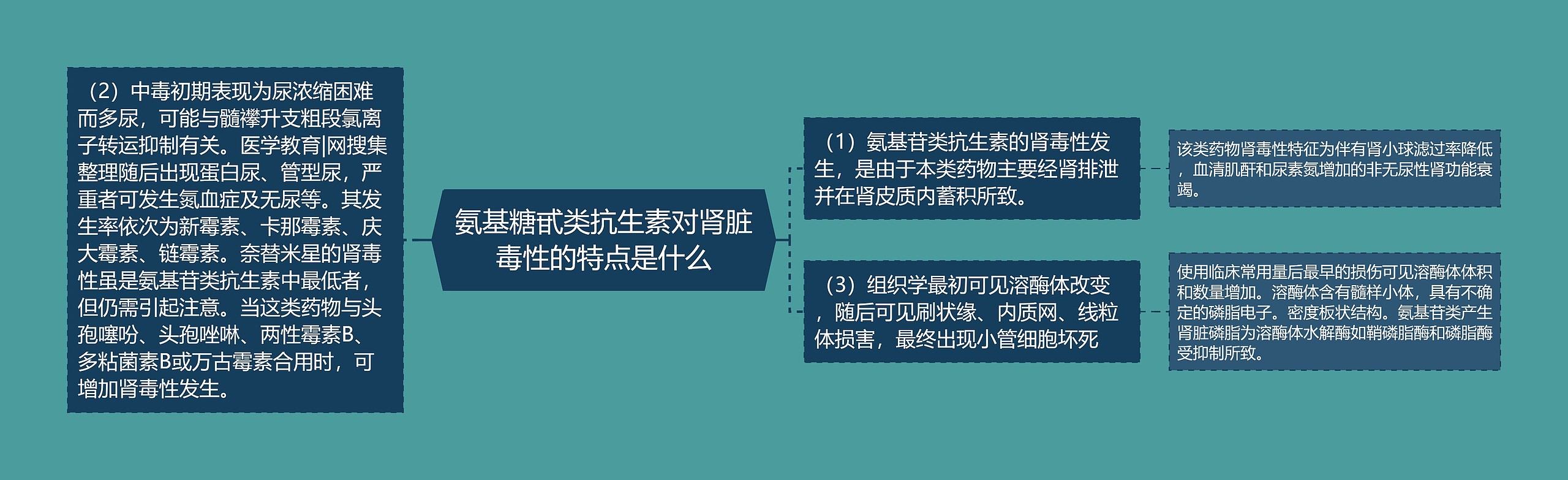 氨基糖甙类抗生素对肾脏毒性的特点是什么思维导图