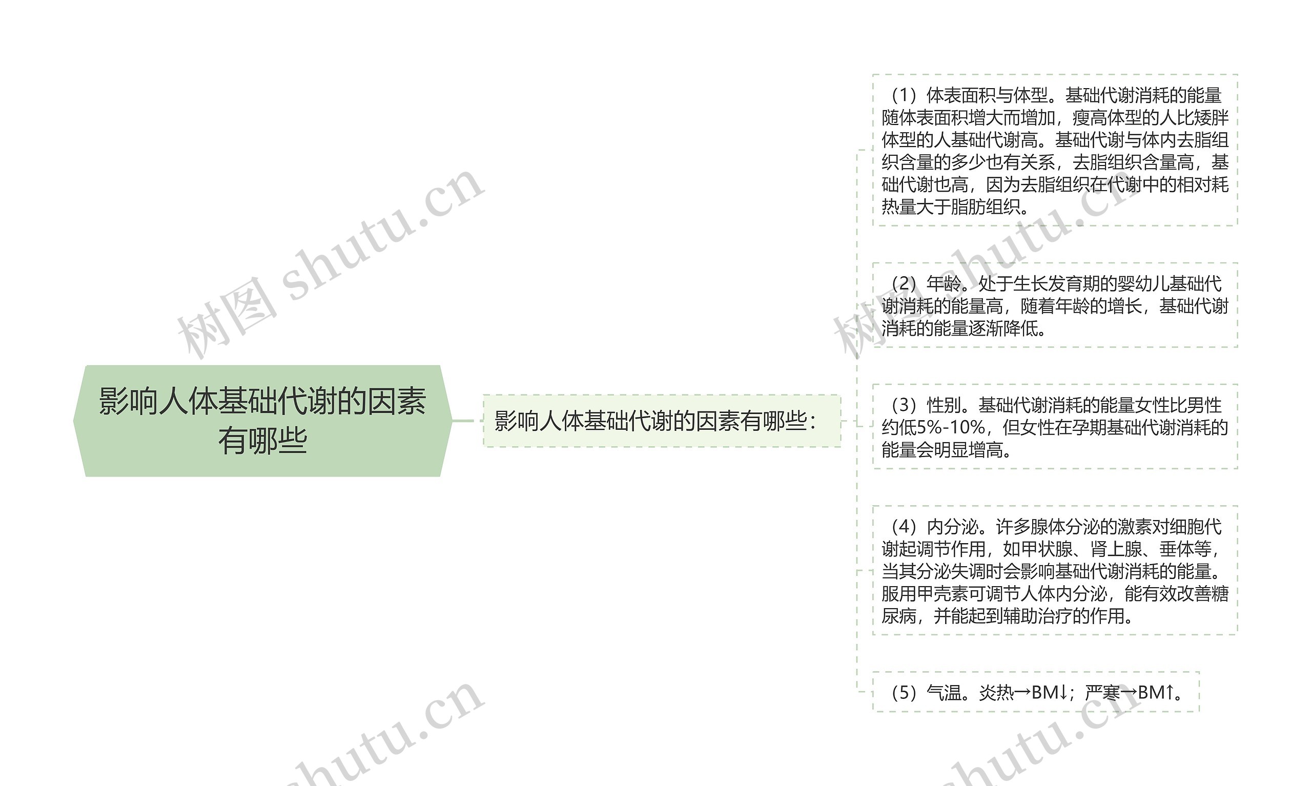 影响人体基础代谢的因素有哪些思维导图