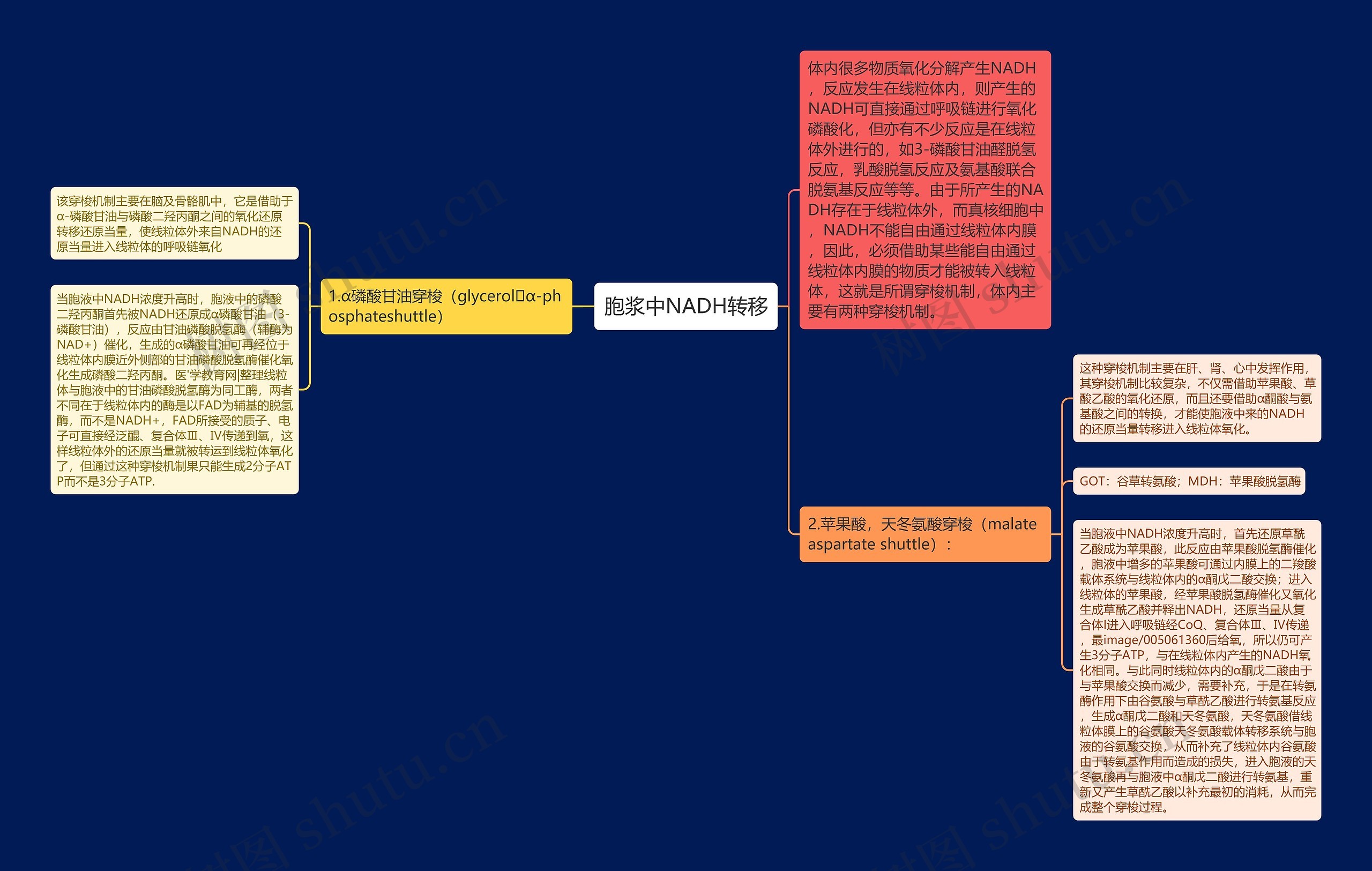 胞浆中NADH转移思维导图