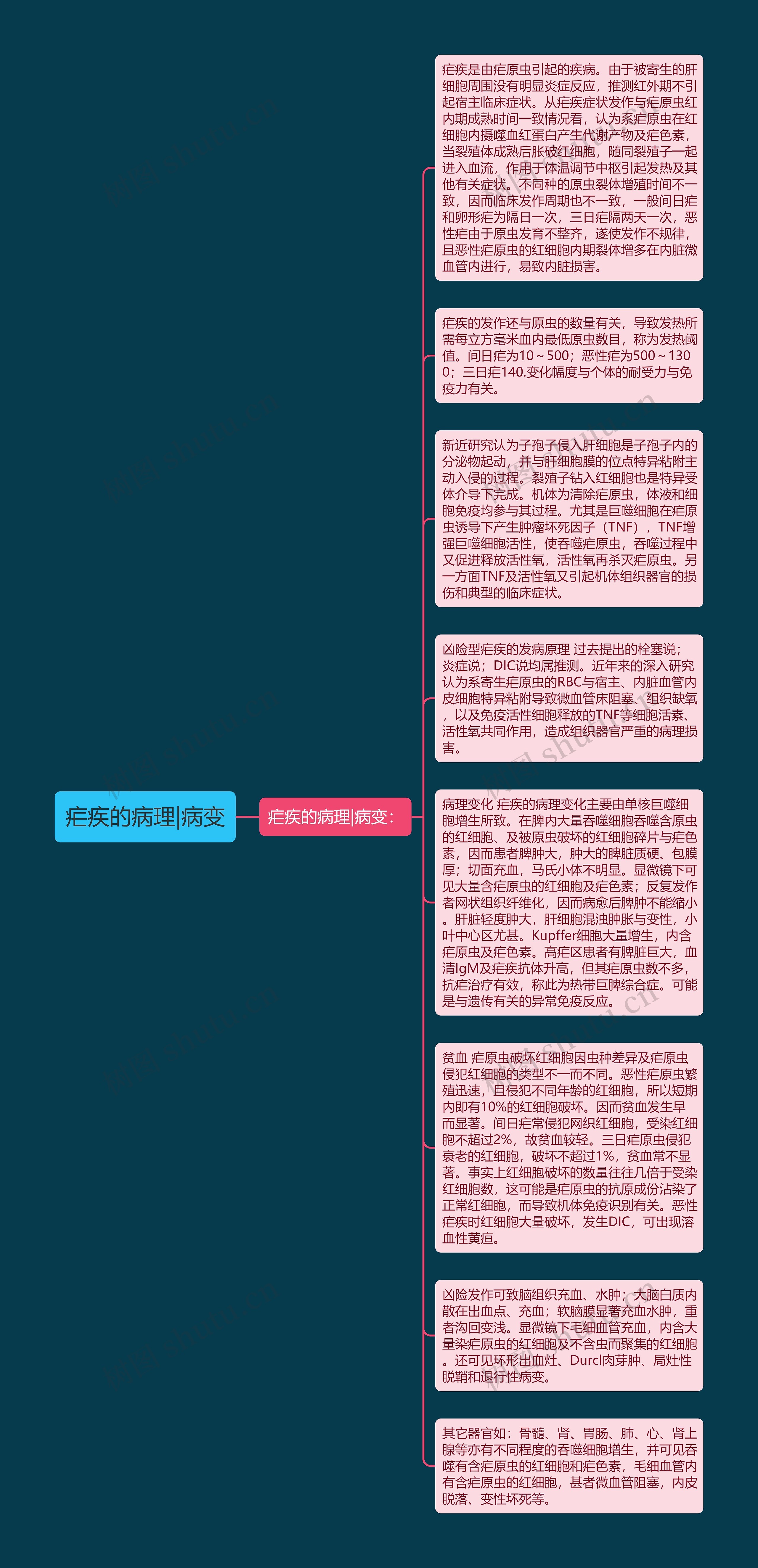 疟疾的病理|病变思维导图