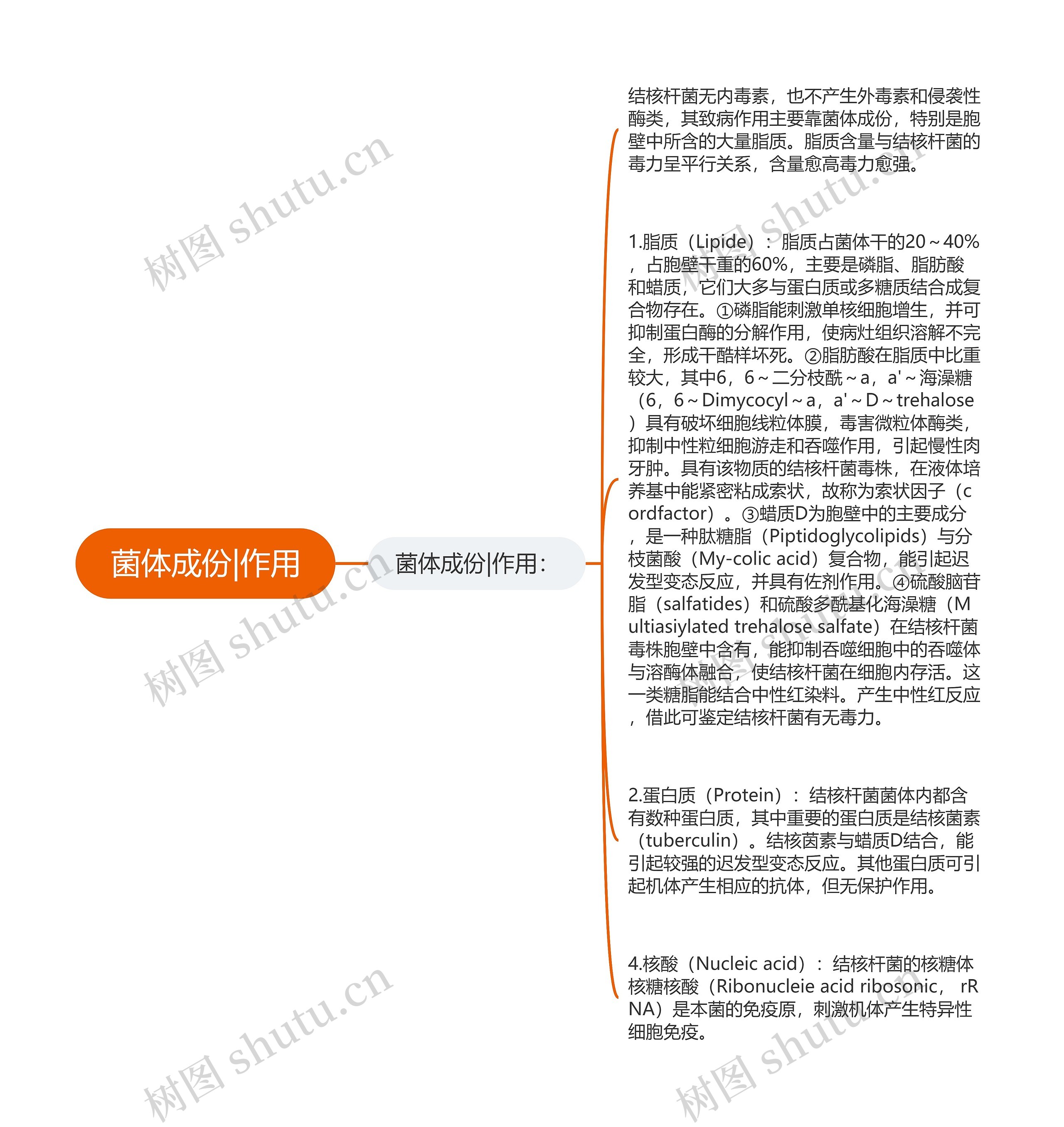 菌体成份|作用思维导图
