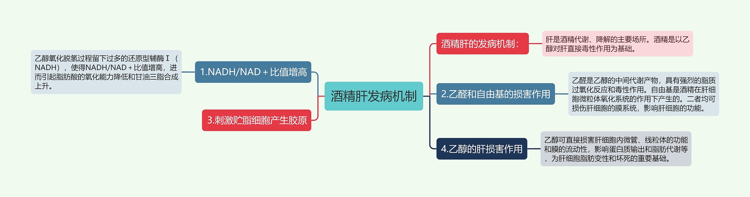 酒精肝发病机制思维导图