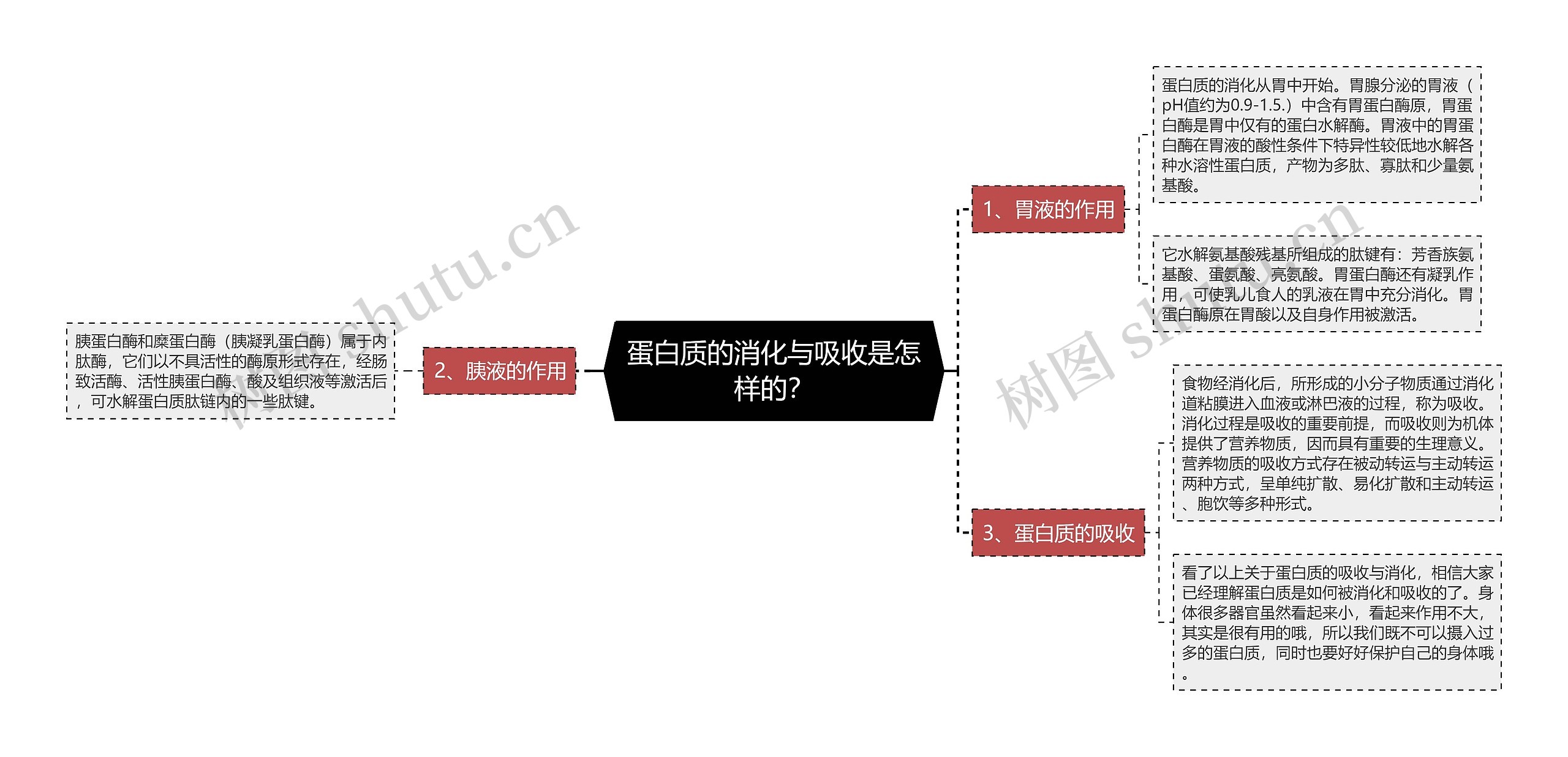 蛋白质的消化与吸收是怎样的？思维导图