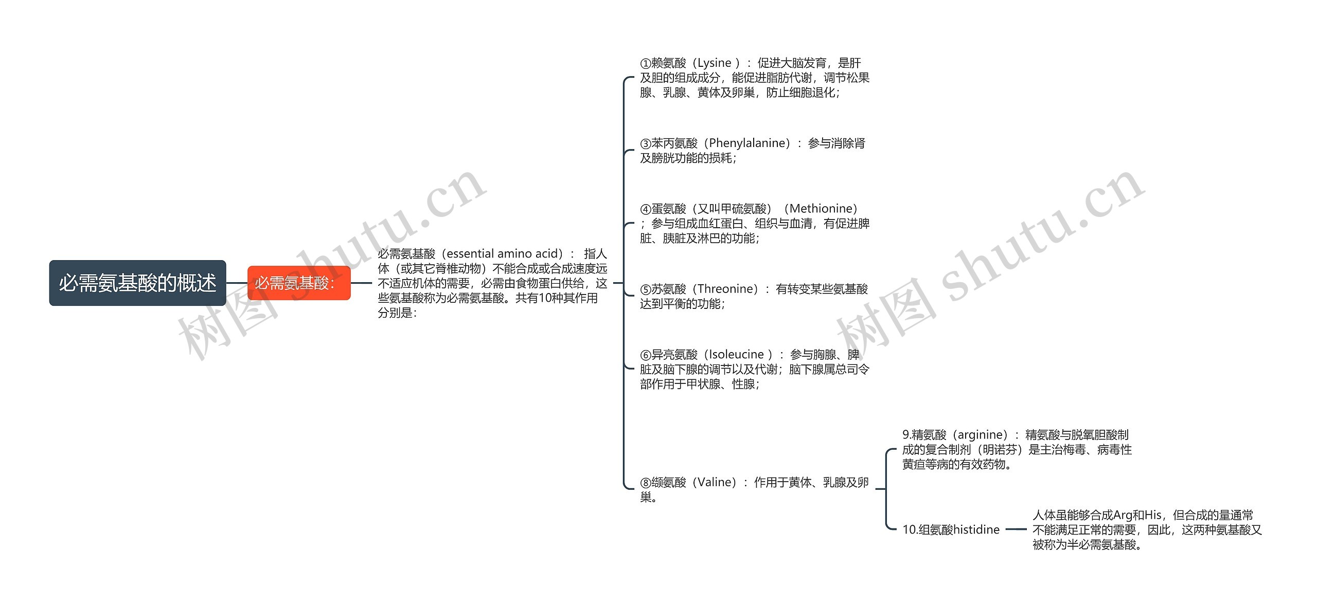 必需氨基酸的概述思维导图