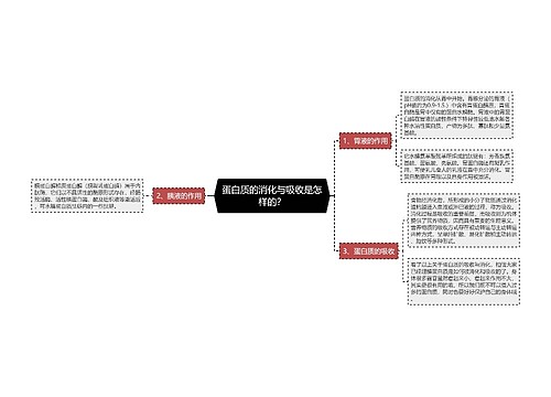 蛋白质的消化与吸收是怎样的？