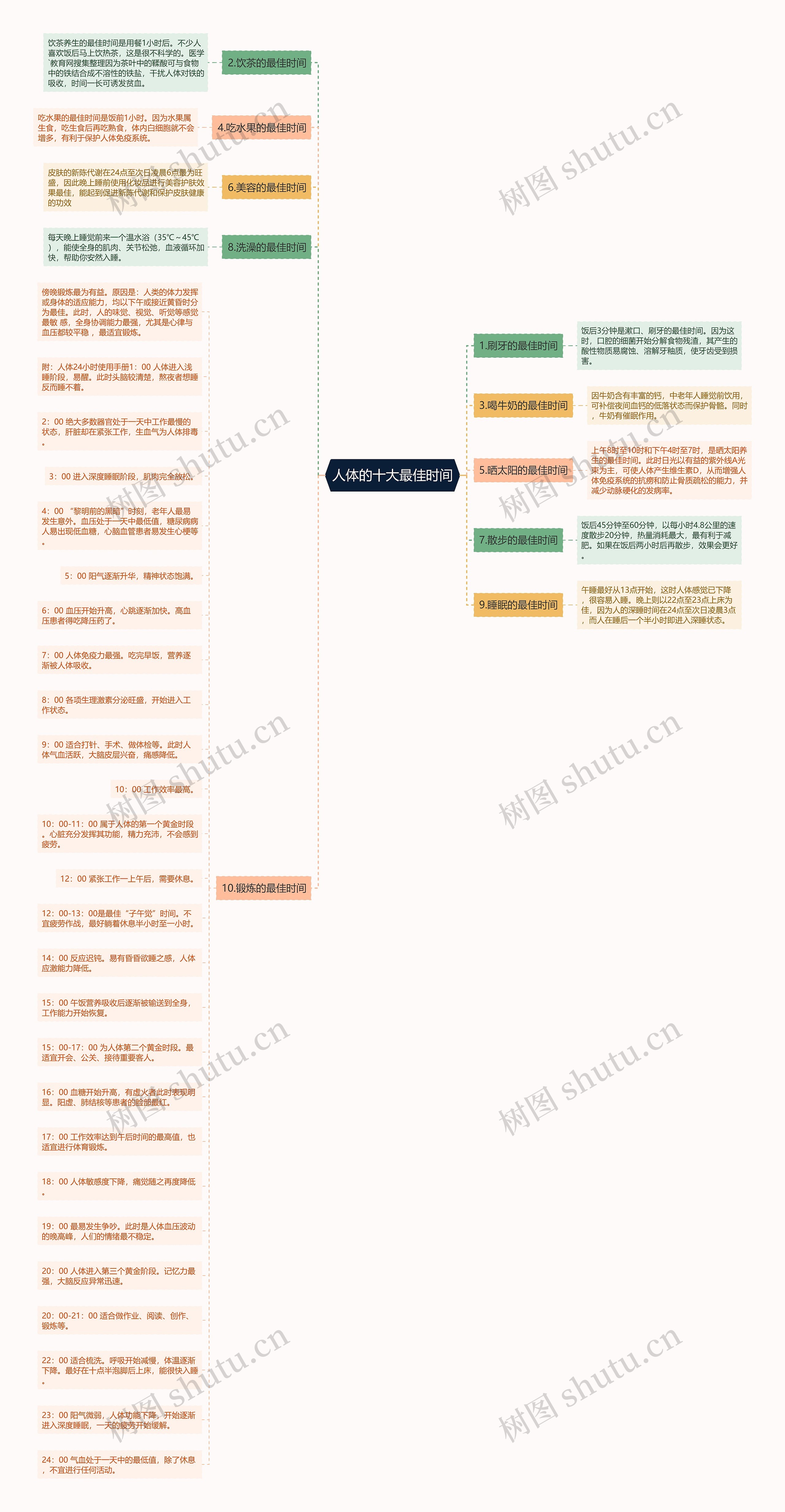人体的十大最佳时间思维导图