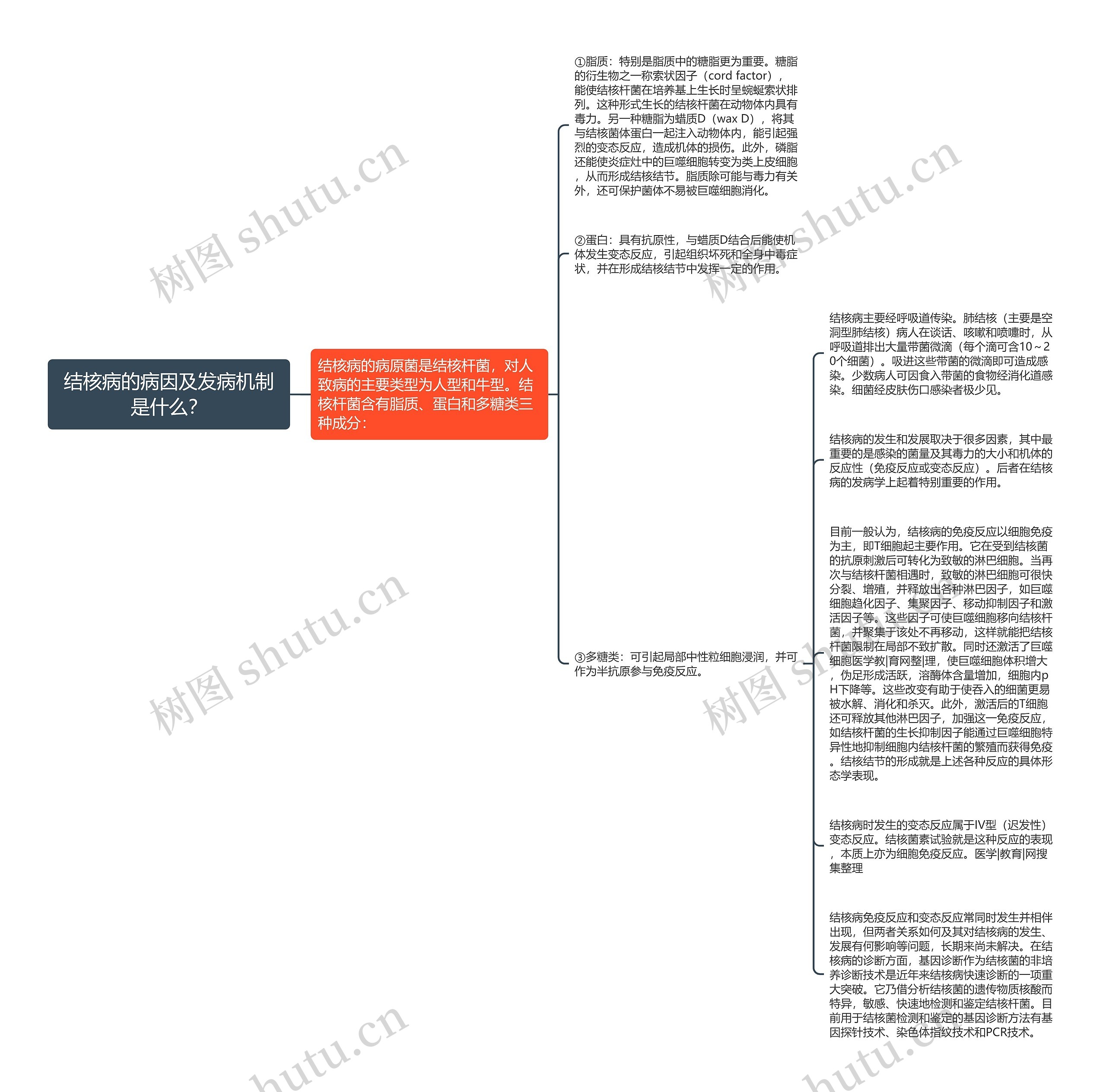 结核病的病因及发病机制是什么？