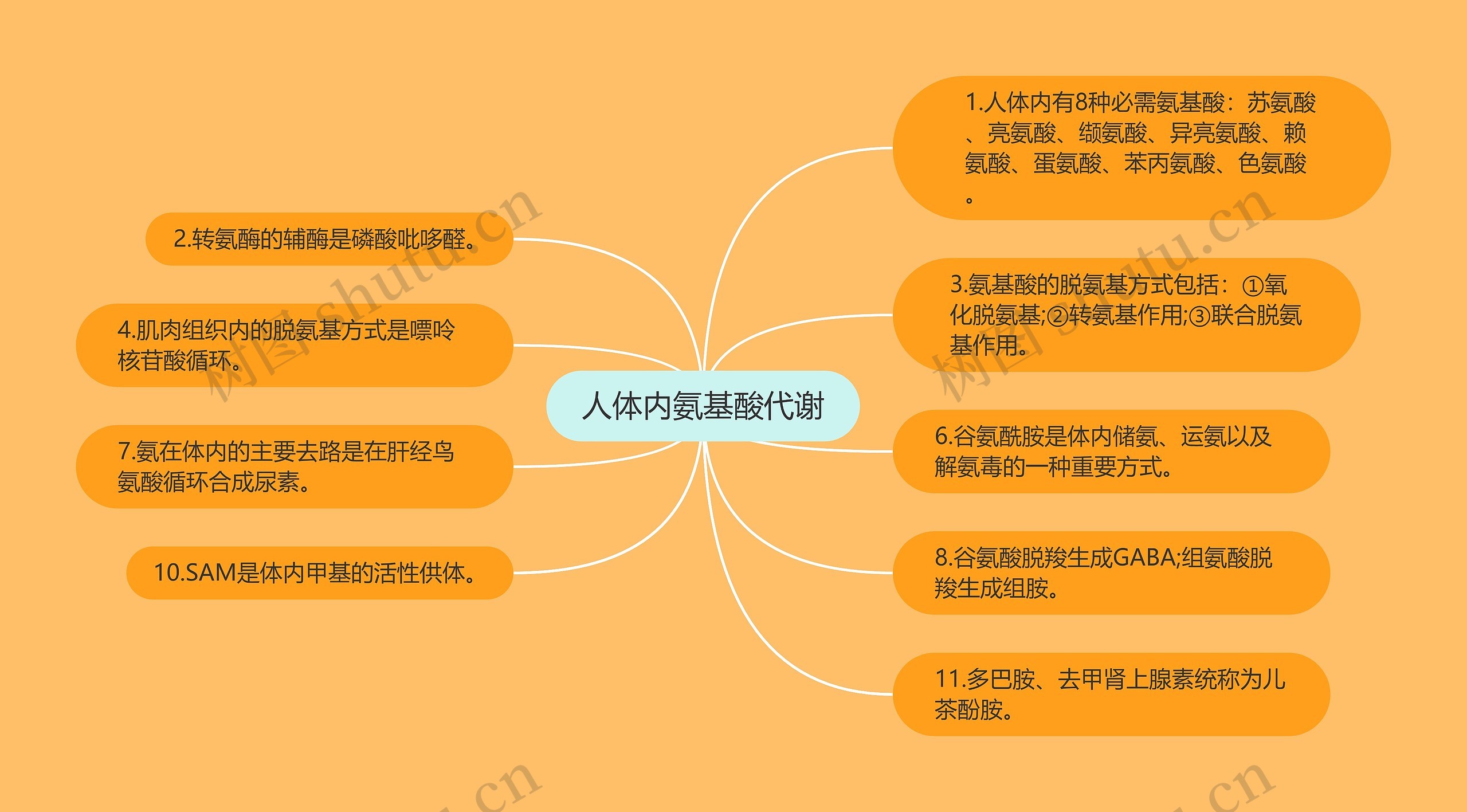人体内氨基酸代谢