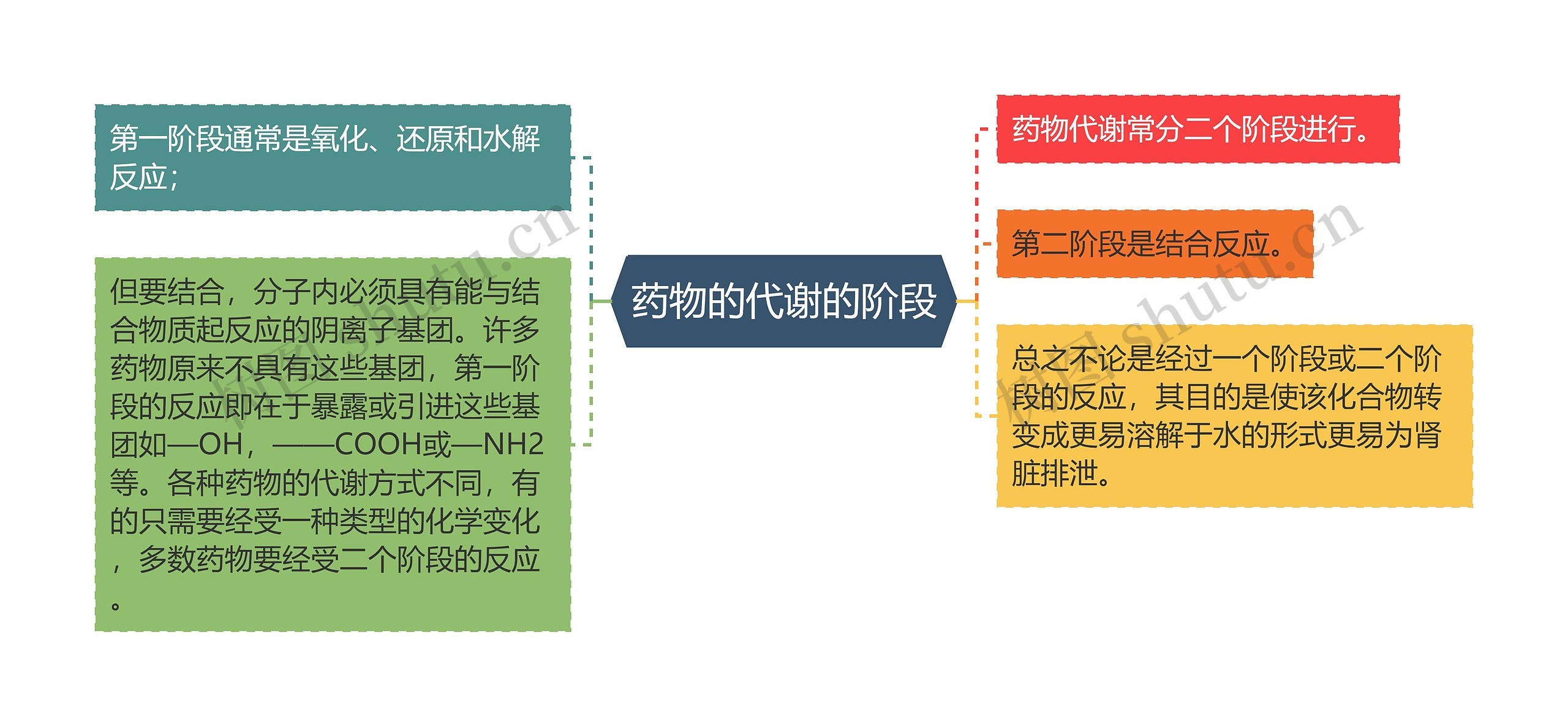 药物的代谢的阶段